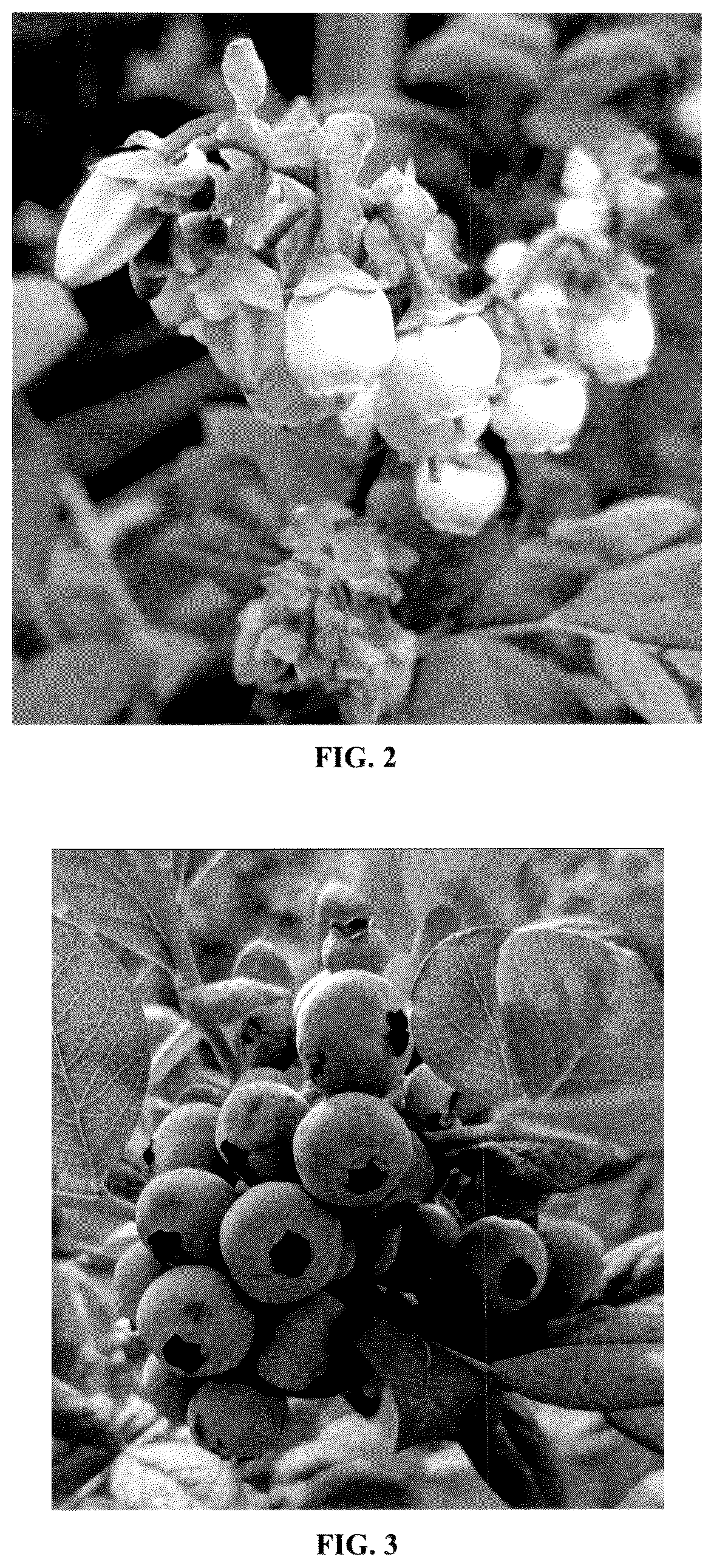 Patent USPP036319 Figure 2 – Vaccinium plant named ‘BWPBLUE02’