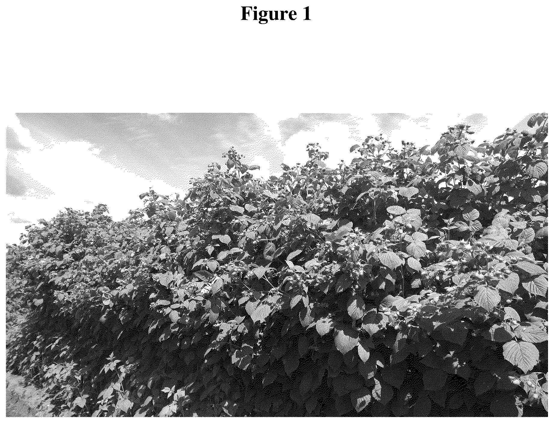 Patent USPP036320 Figure 1 – Raspberry plant named ‘WSU 2188’