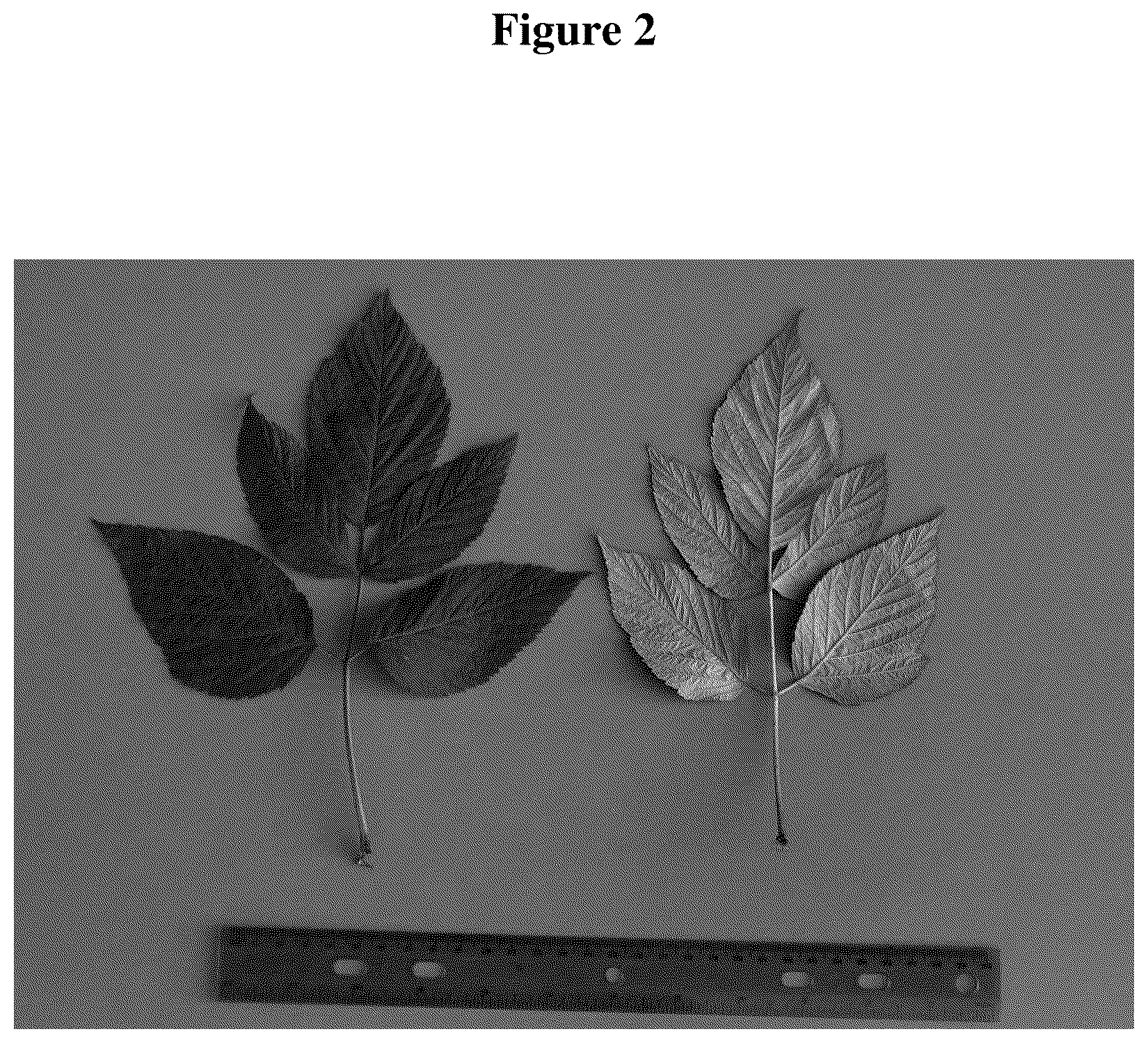 Patent USPP036320 Figure 2 – Raspberry plant named ‘WSU 2188’