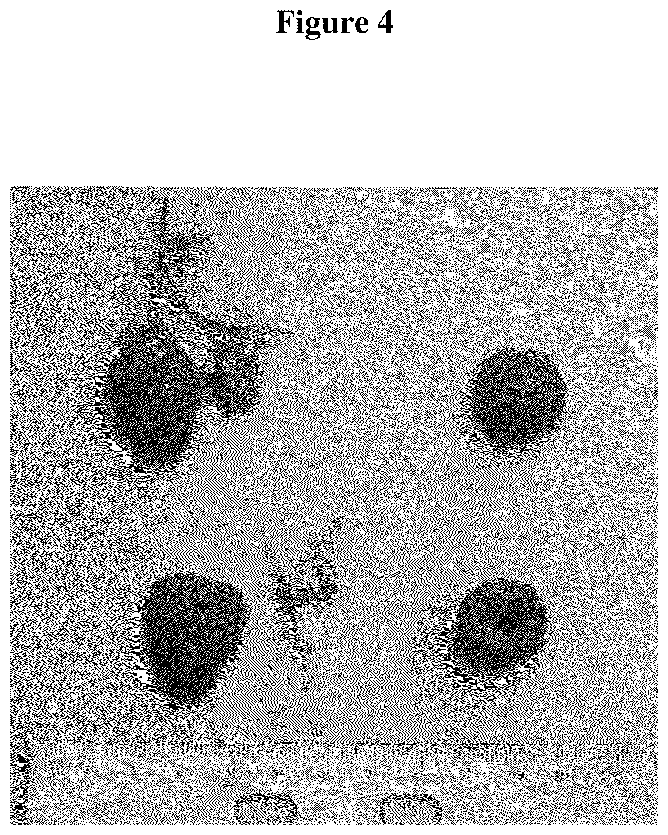 Patent USPP036320 Figure 4 – Raspberry plant named ‘WSU 2188’