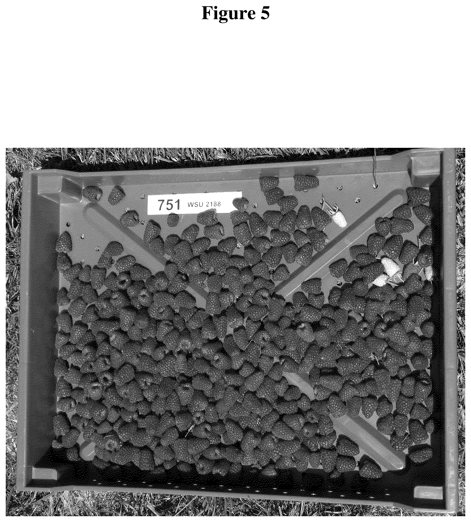 Patent USPP036320 Figure 5 – Raspberry plant named ‘WSU 2188’