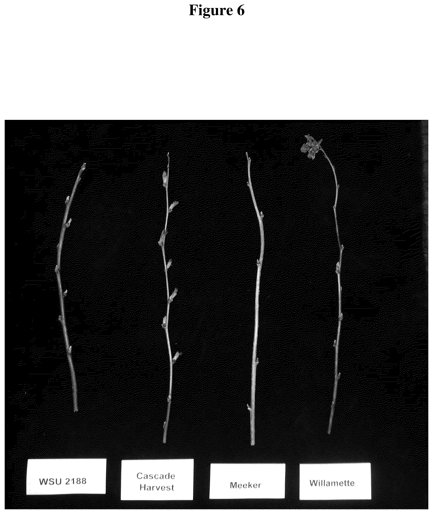 Patent USPP036320 Figure 6 – Raspberry plant named ‘WSU 2188’