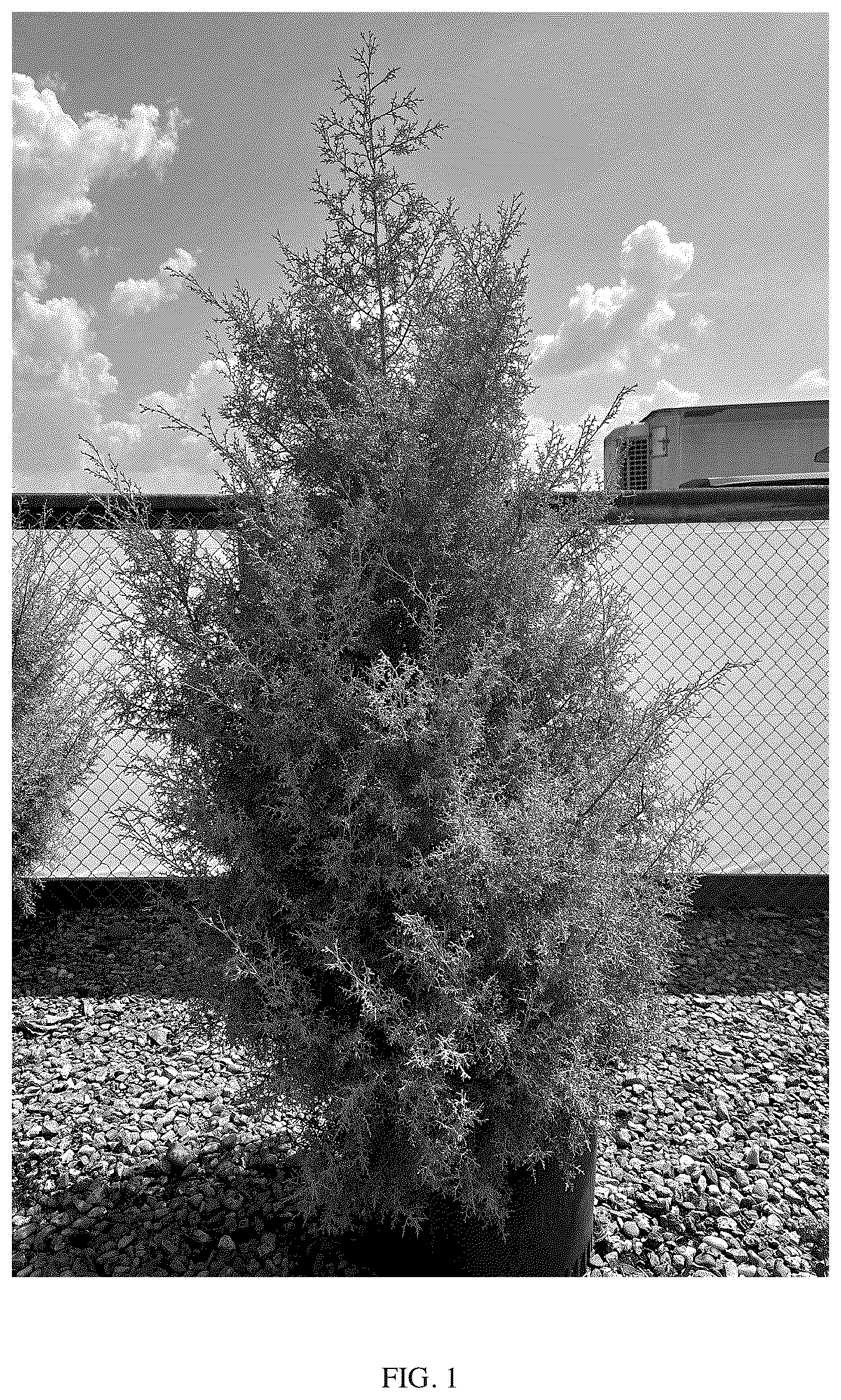 Patent USPP036321 Figure 1 – Cupressus plant named ‘GRECQF’