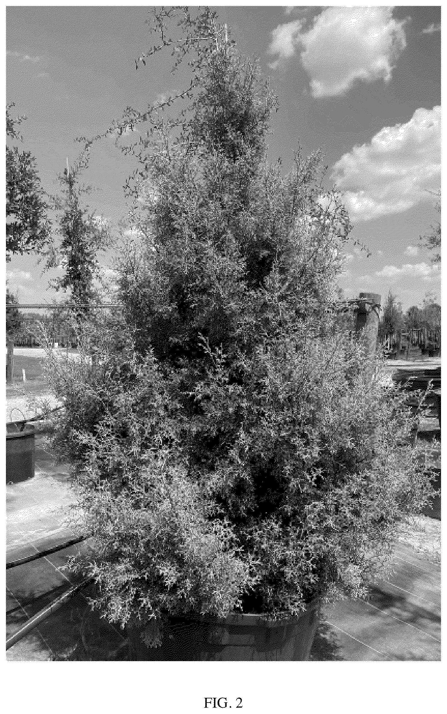 Patent USPP036321 Figure 2 – Cupressus plant named ‘GRECQF’