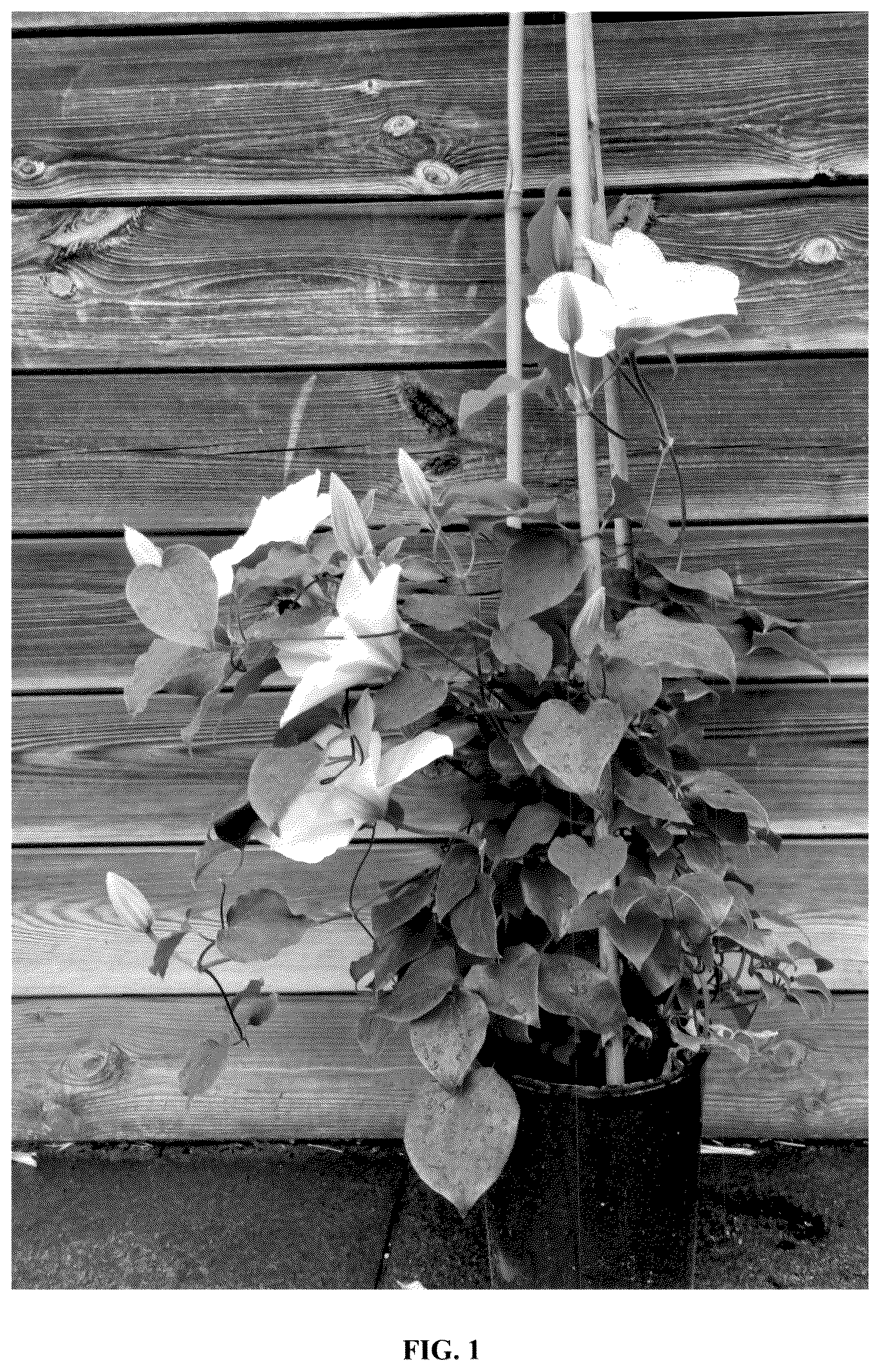 Patent USPP036322 Figure 1 – Clematis plant named ‘EviGsy153’