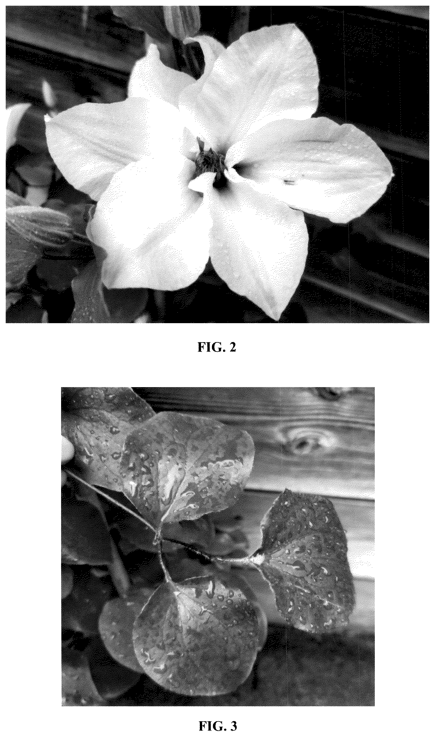Patent USPP036322 Figure 2 – Clematis plant named ‘EviGsy153’