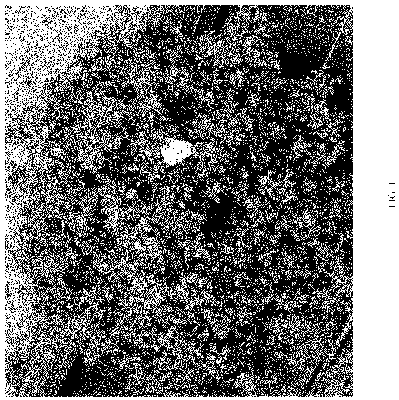 Patent USPP036323 Figure 1 – Rhododendron plant named ‘NCRX12’
