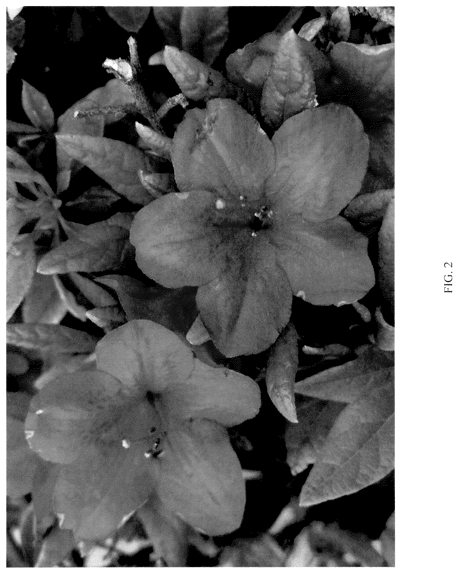 Patent USPP036323 Figure 2 – Rhododendron plant named ‘NCRX12’
