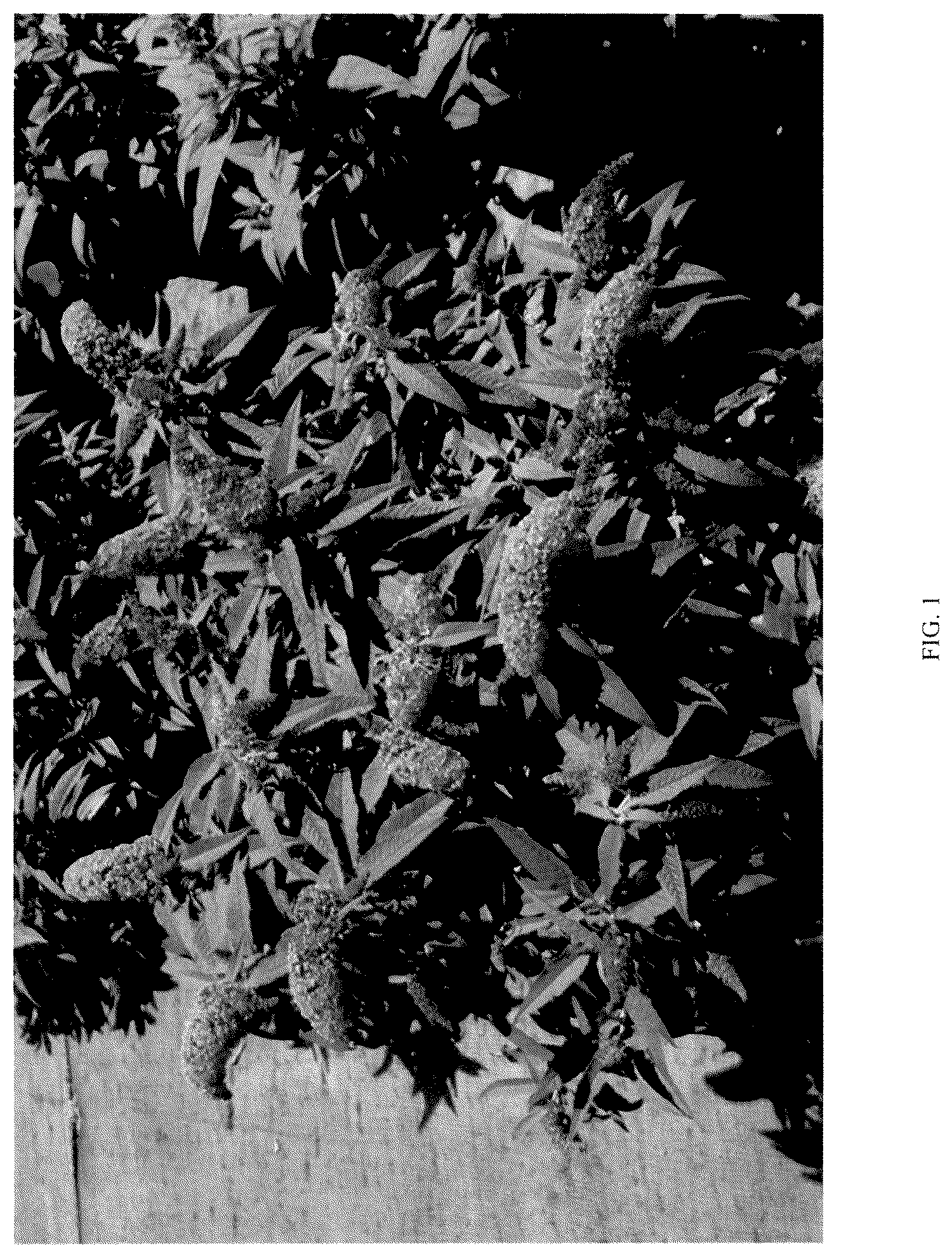 Patent USPP036324 — Buddleia plant named ‘BD-02-21’ — Figure 1