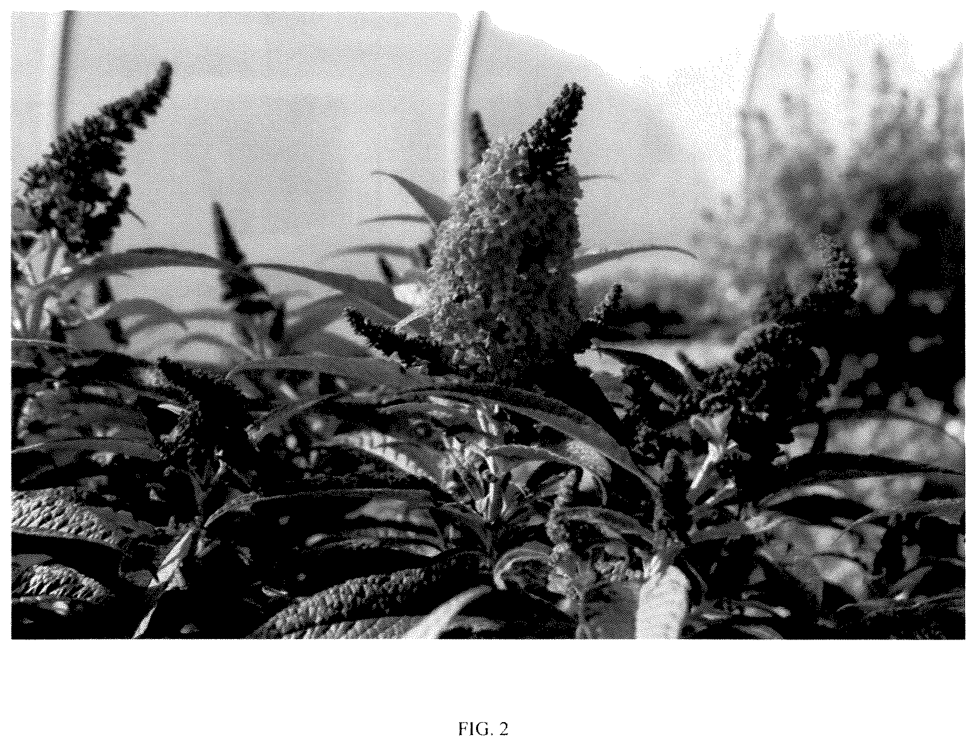 Patent USPP036324 Figure 2 – Buddleia plant named ‘BD-02-21’