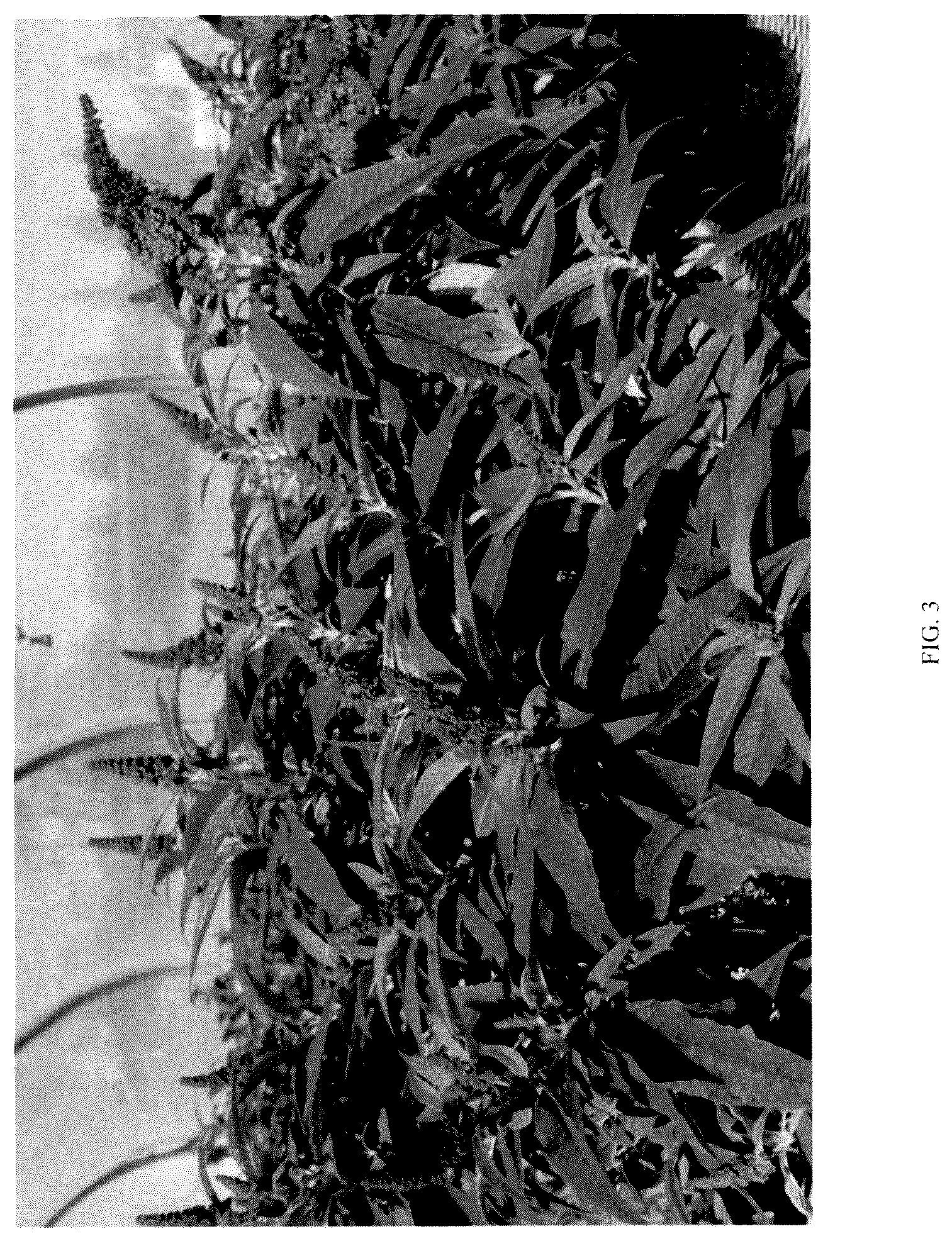 Patent USPP036324 Figure 3 – Buddleia plant named ‘BD-02-21’