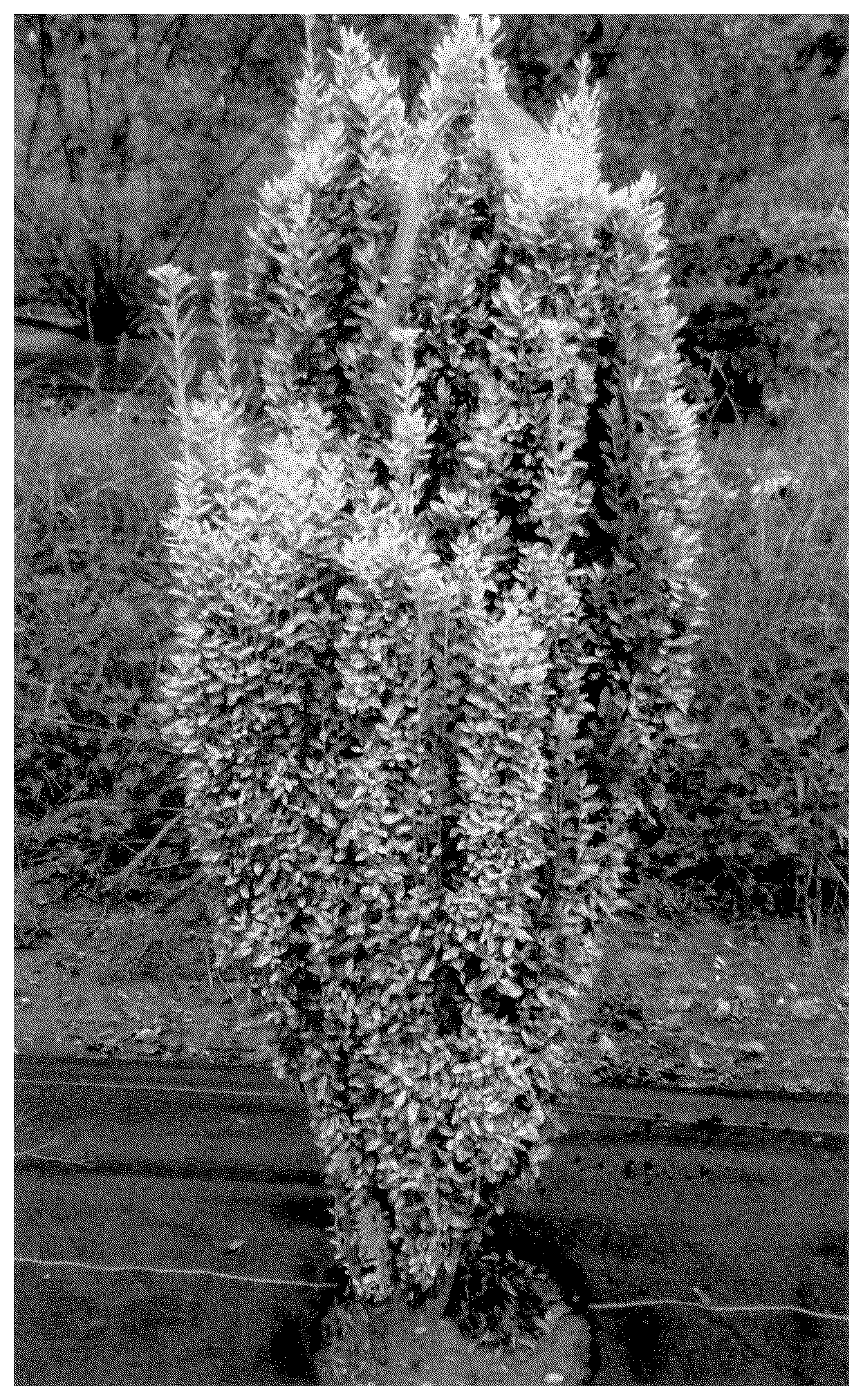 Patent USPP036325 — Ilex plant named ‘NCIC2’ — Figure 1