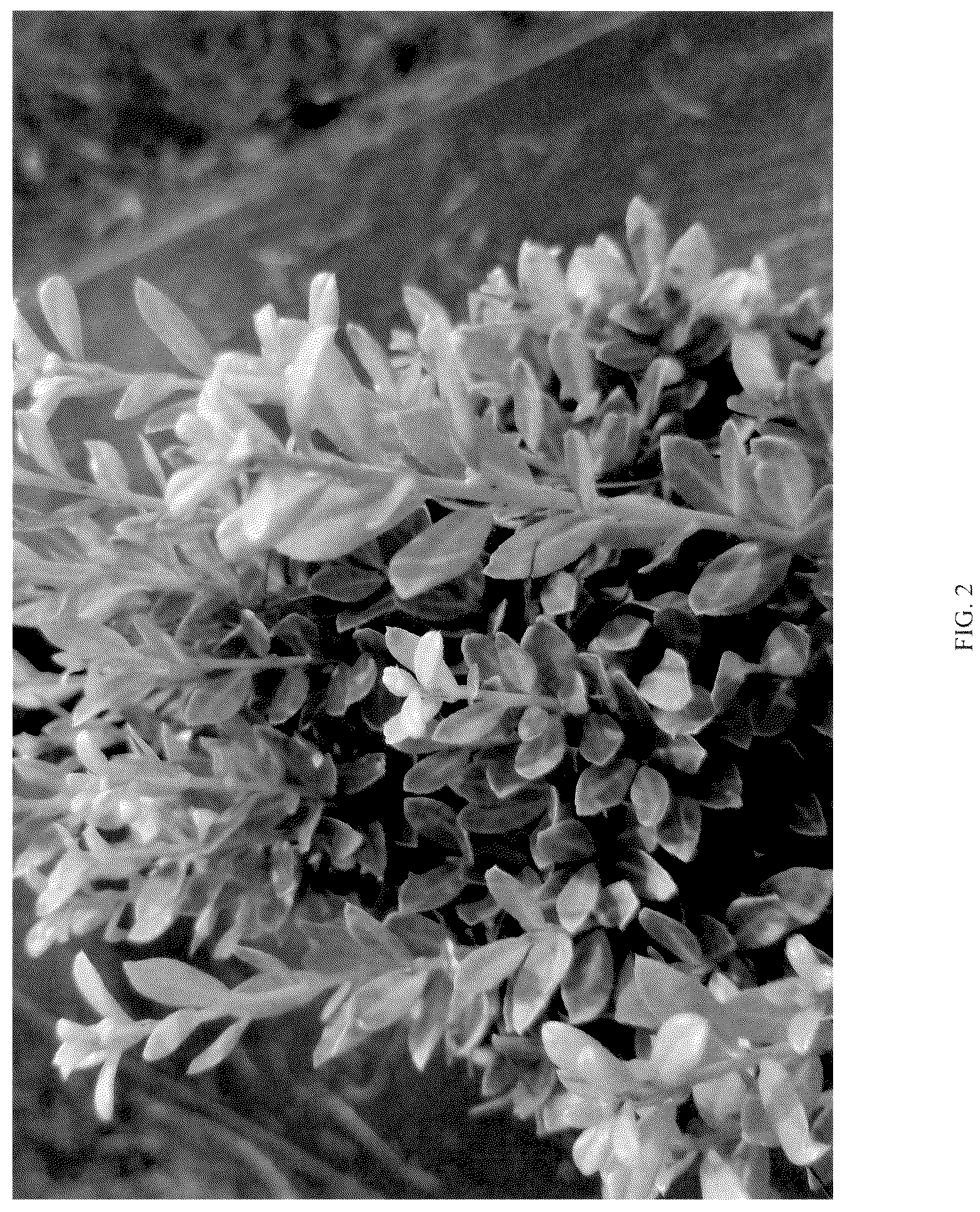 Patent USPP036325 Figure 2 – Ilex plant named ‘NCIC2’