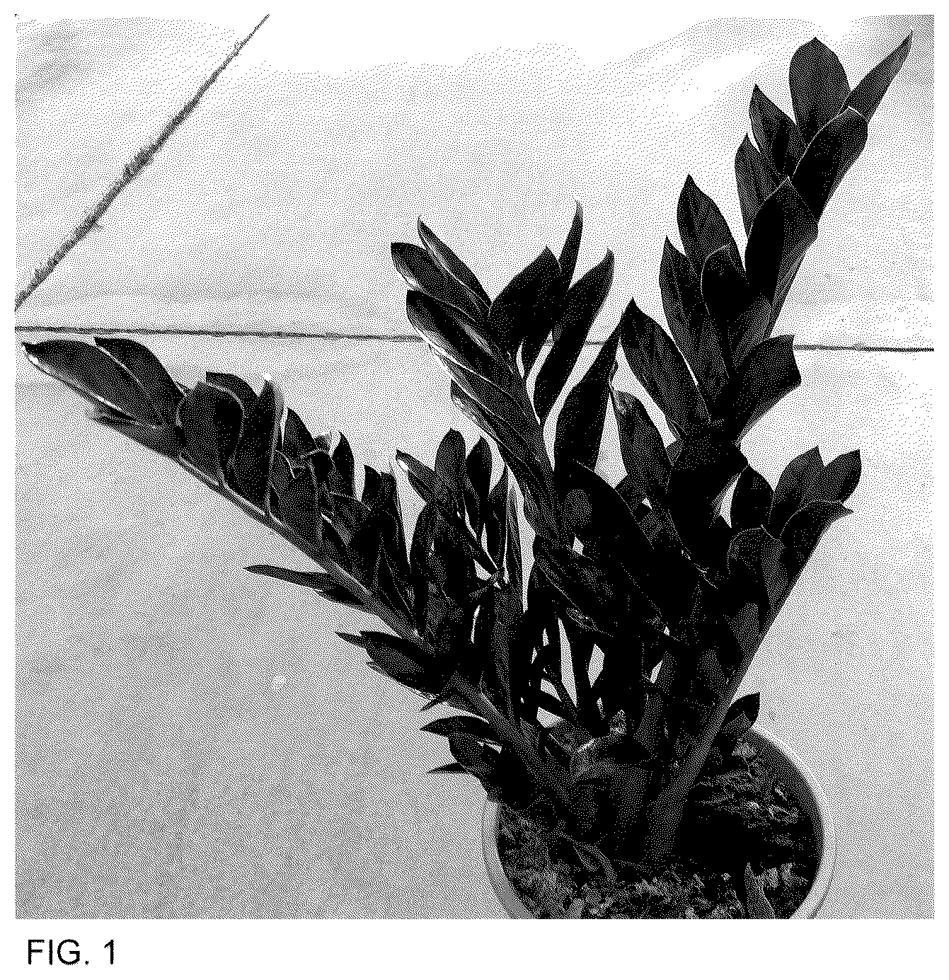Patent USPP036326 — Zamioculcas plant named ‘Heemsbla’ — Figure 1