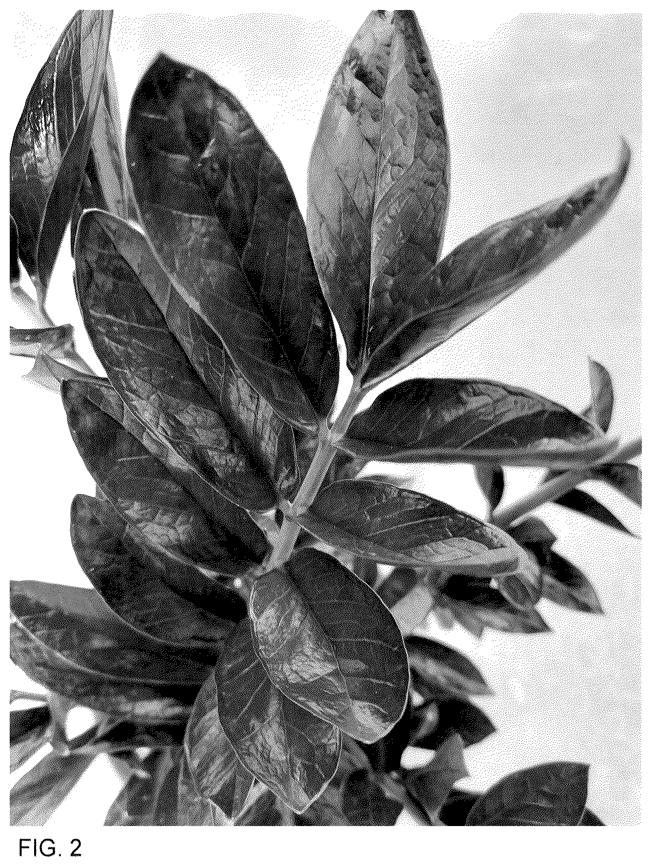 Patent USPP036326 Figure 2 – Zamioculcas plant named ‘Heemsbla’