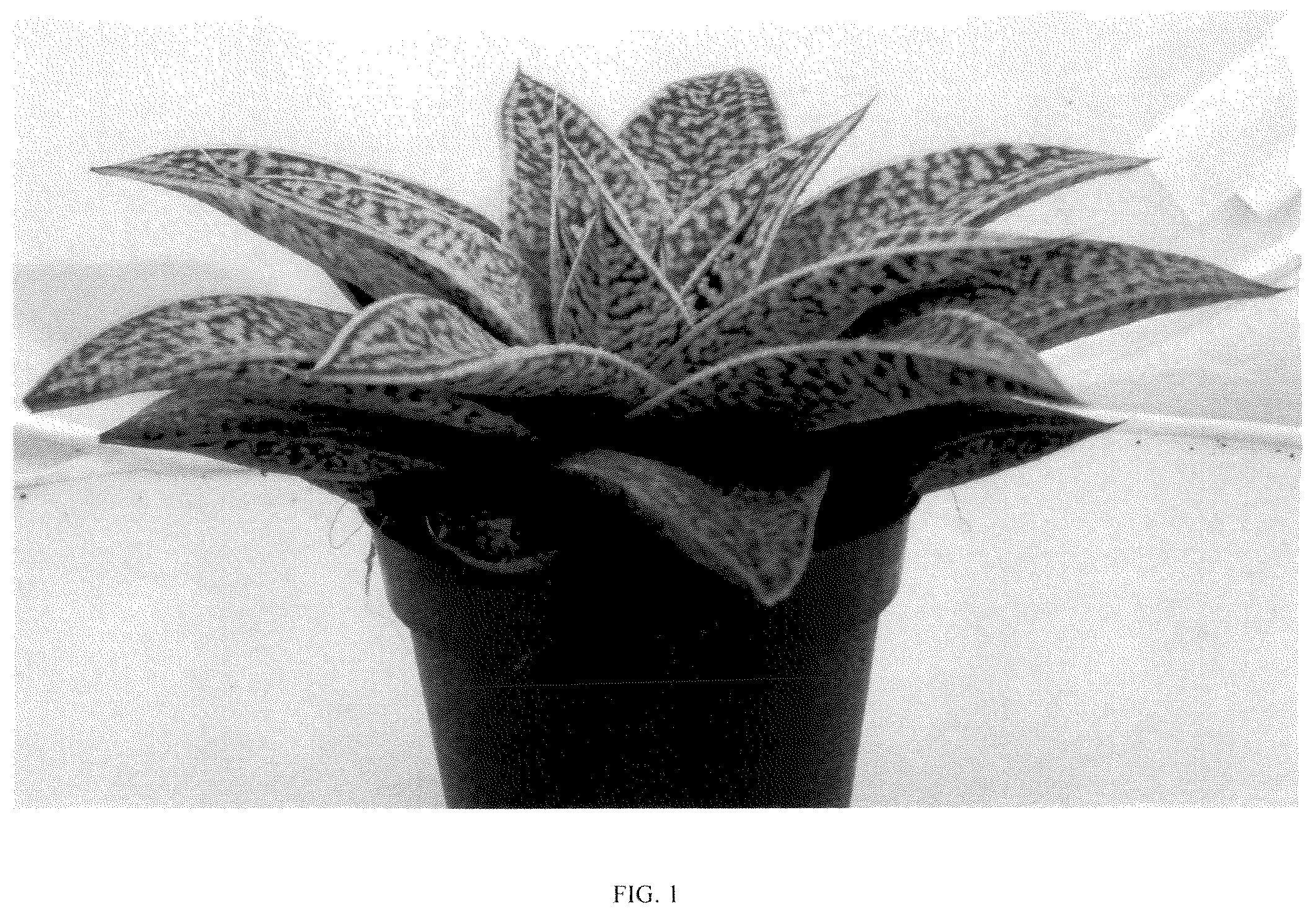 Patent USPP036327 Figure 1 – Gasteraloe plant named ‘BINL-19076’