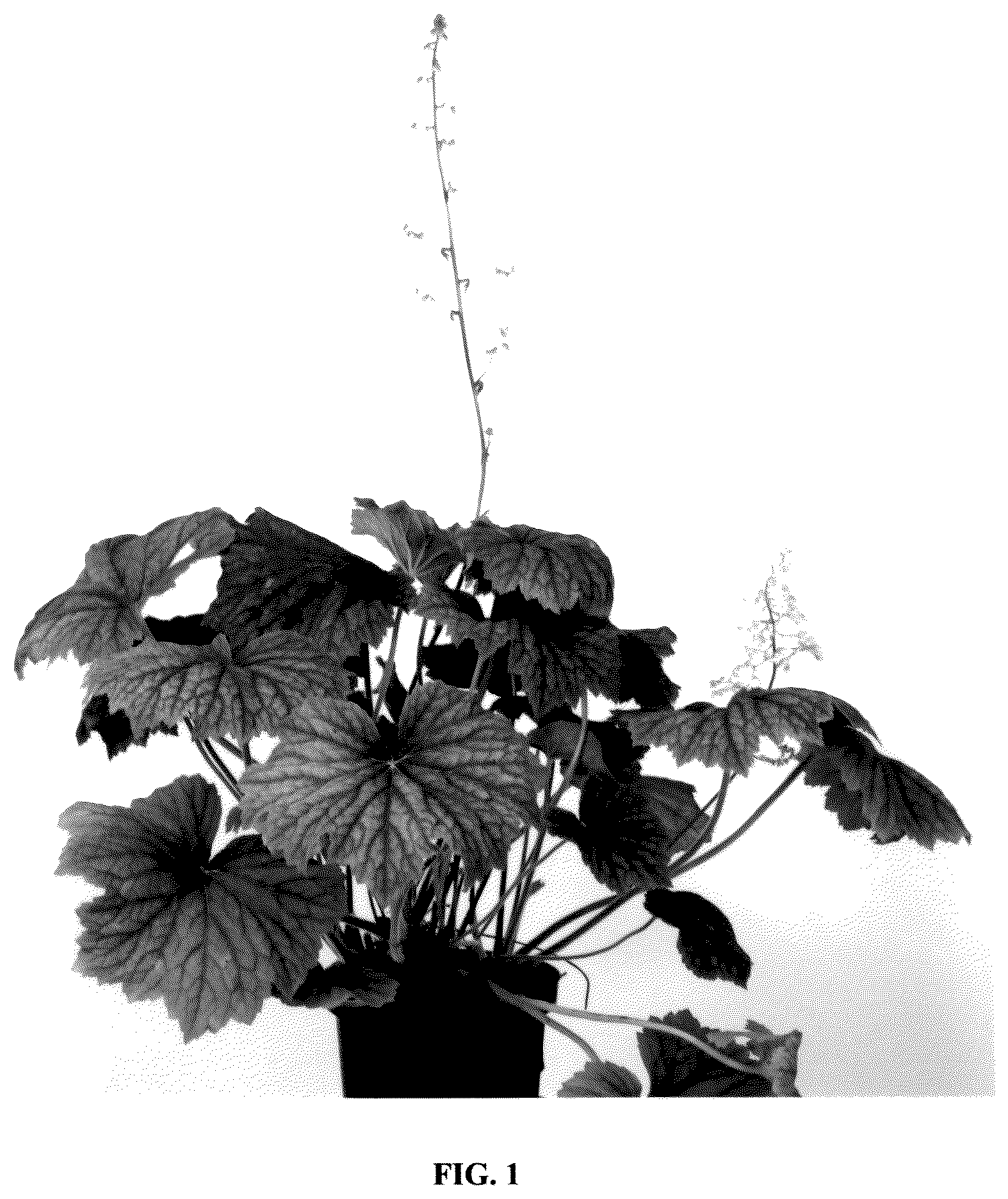 Patent USPP036328 Figure 1 – Heuchera plant named ‘Spitfire’