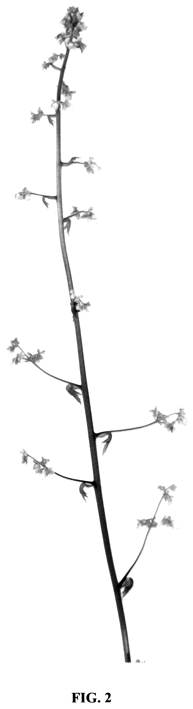 Patent USPP036328 Figure 2 – Heuchera plant named ‘Spitfire’