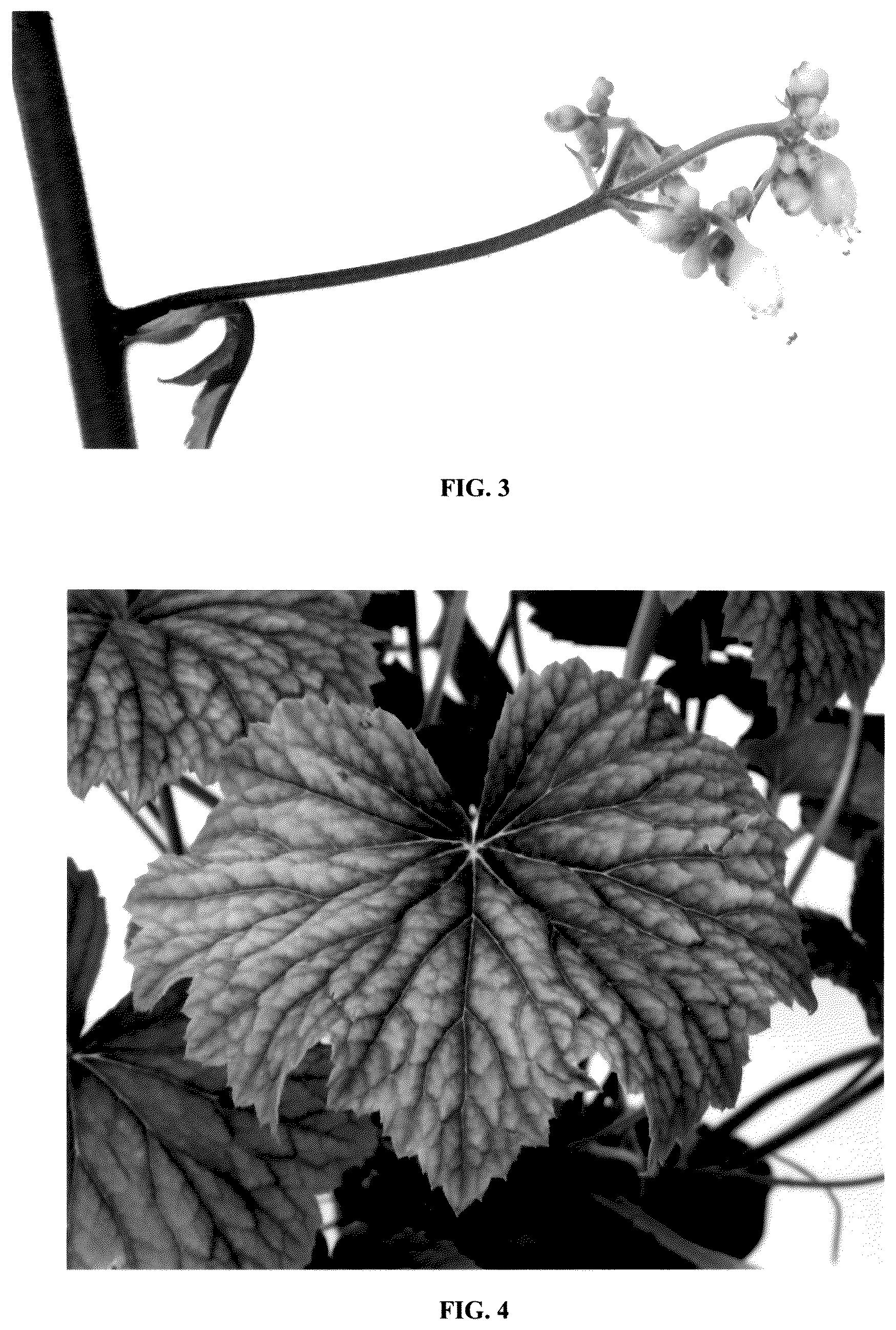 Patent USPP036328 Figure 3 – Heuchera plant named ‘Spitfire’