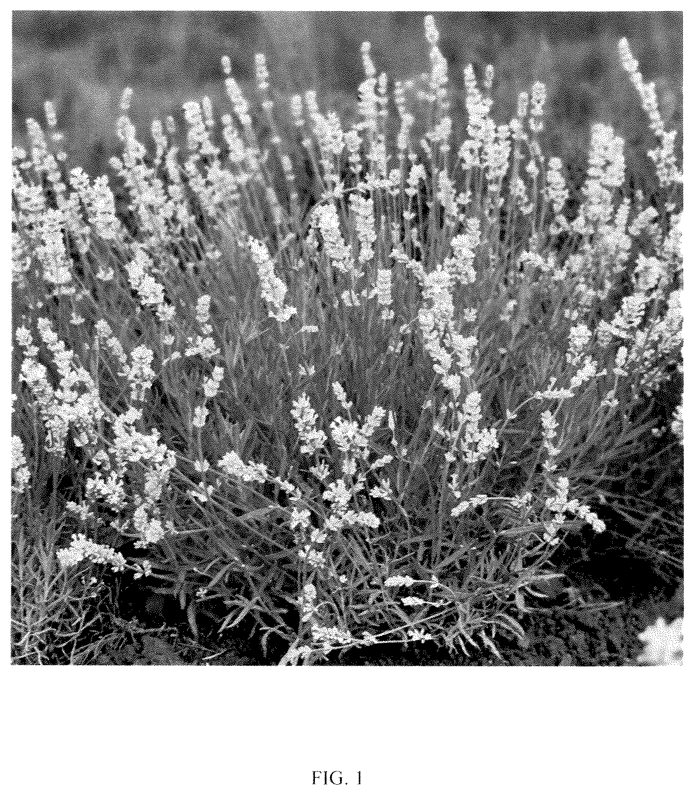 Patent USPP036329 — Lavandula plant named ‘ZANLACUB’ — Figure 1