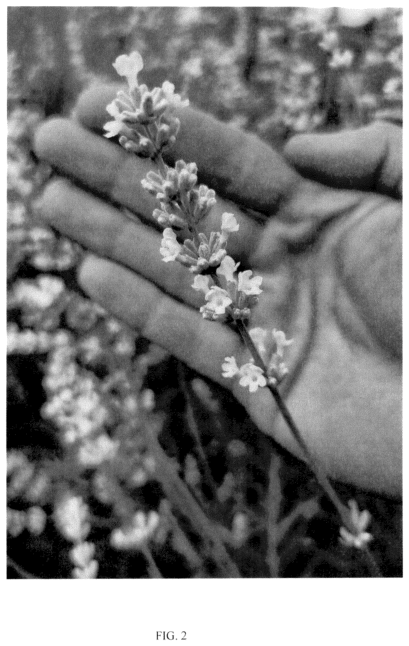 Patent USPP036329 Figure 2 – Lavandula plant named ‘ZANLACUB’