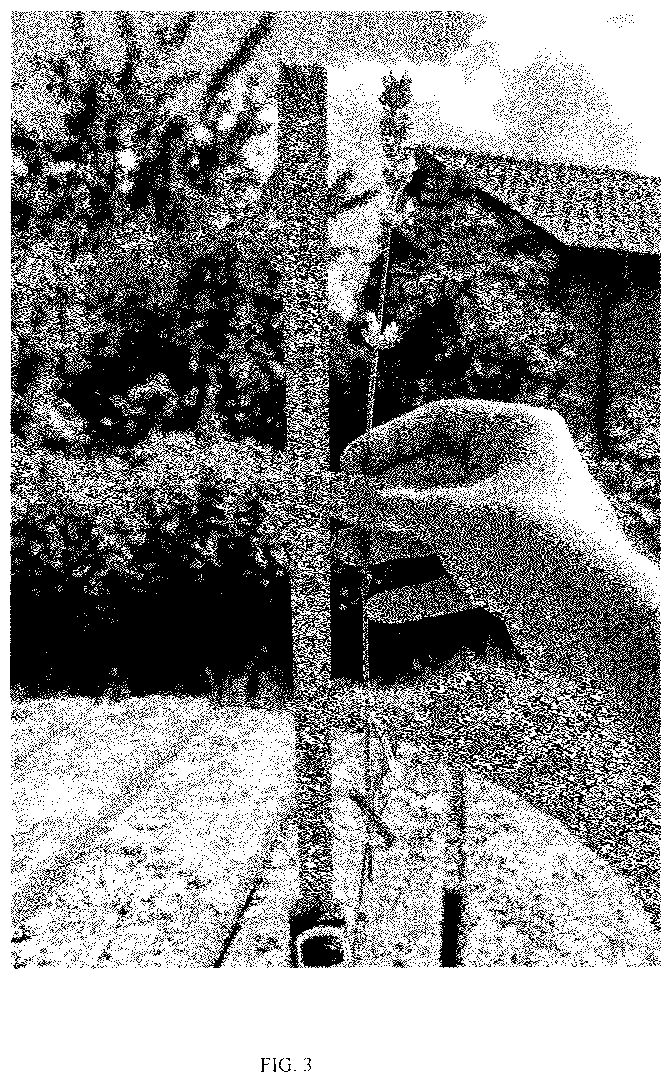 Patent USPP036329 Figure 3 – Lavandula plant named ‘ZANLACUB’