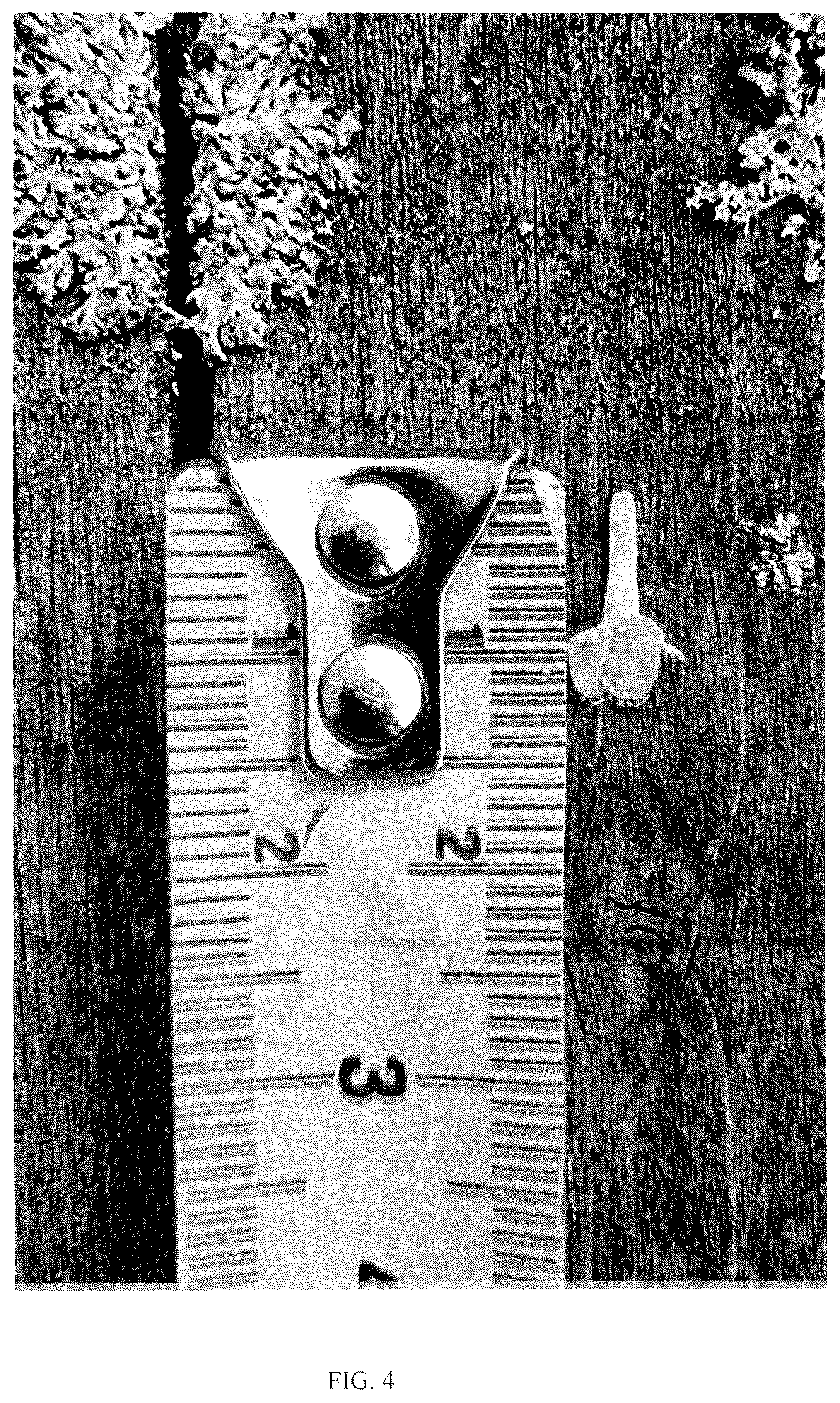 Patent USPP036329 Figure 4 – Lavandula plant named ‘ZANLACUB’