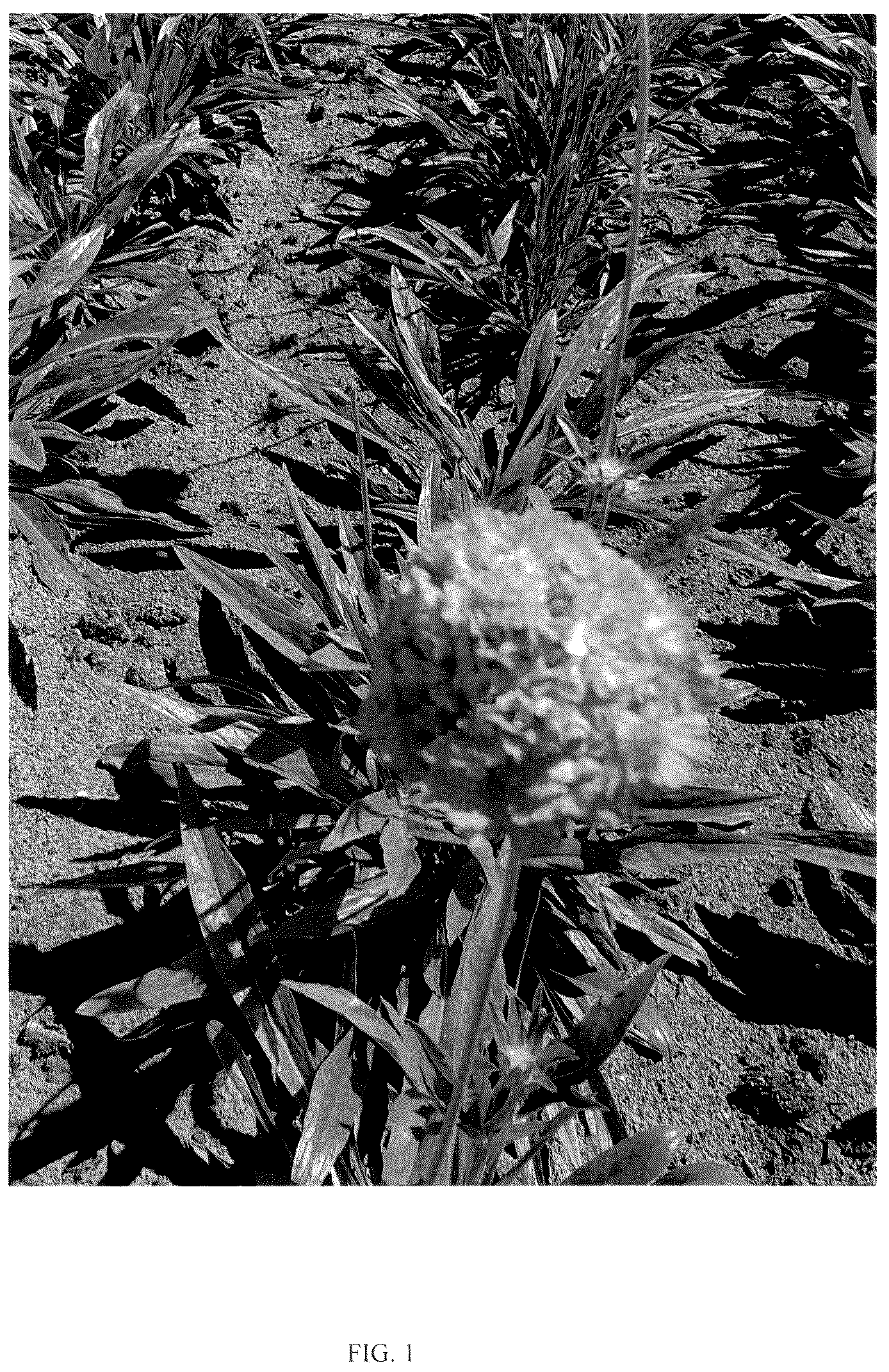 Patent USPP036330 Figure 1 – Scabiosa plant named ‘ScaMav01’