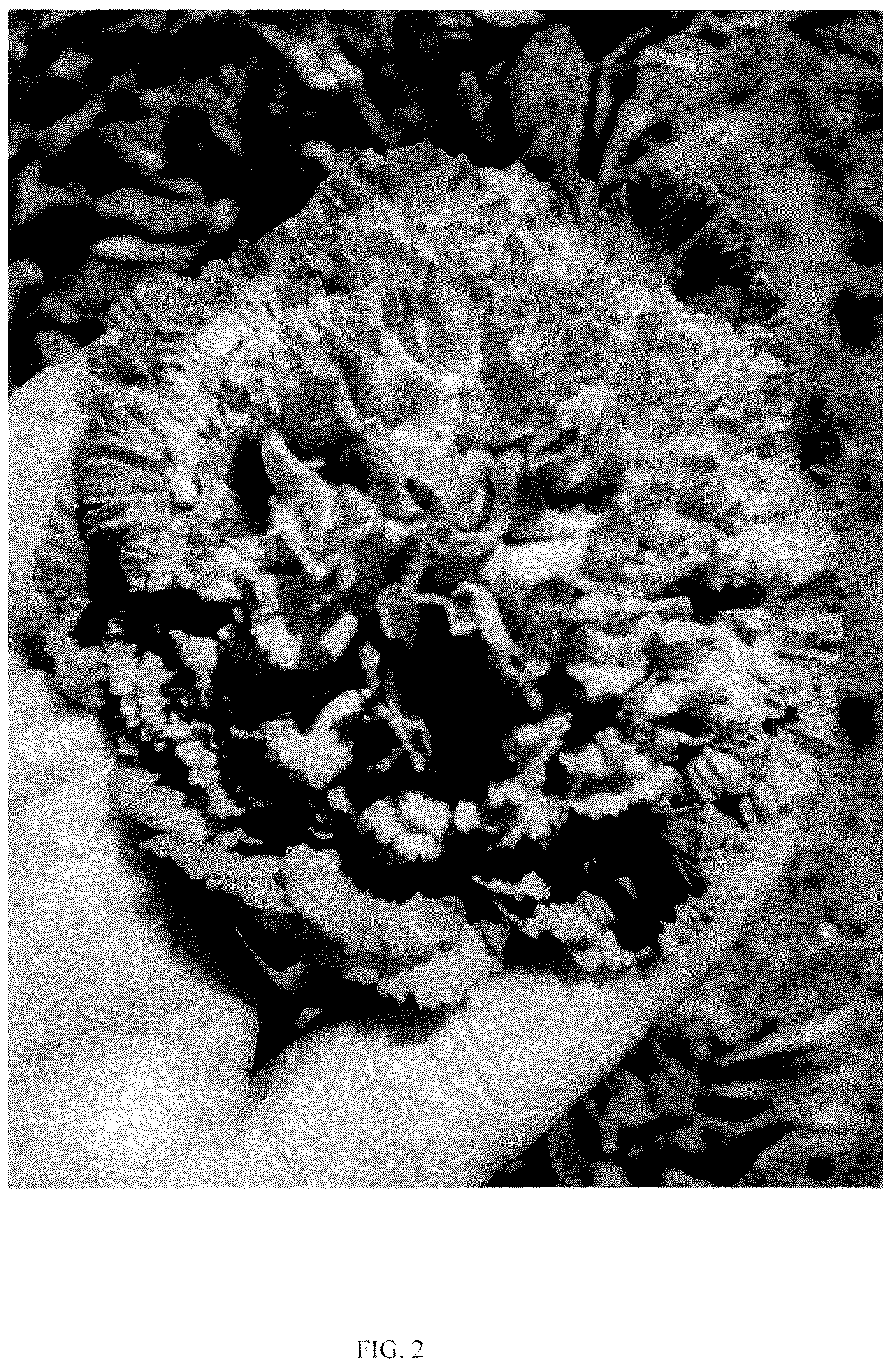 Patent USPP036330 Figure 2 – Scabiosa plant named ‘ScaMav01’