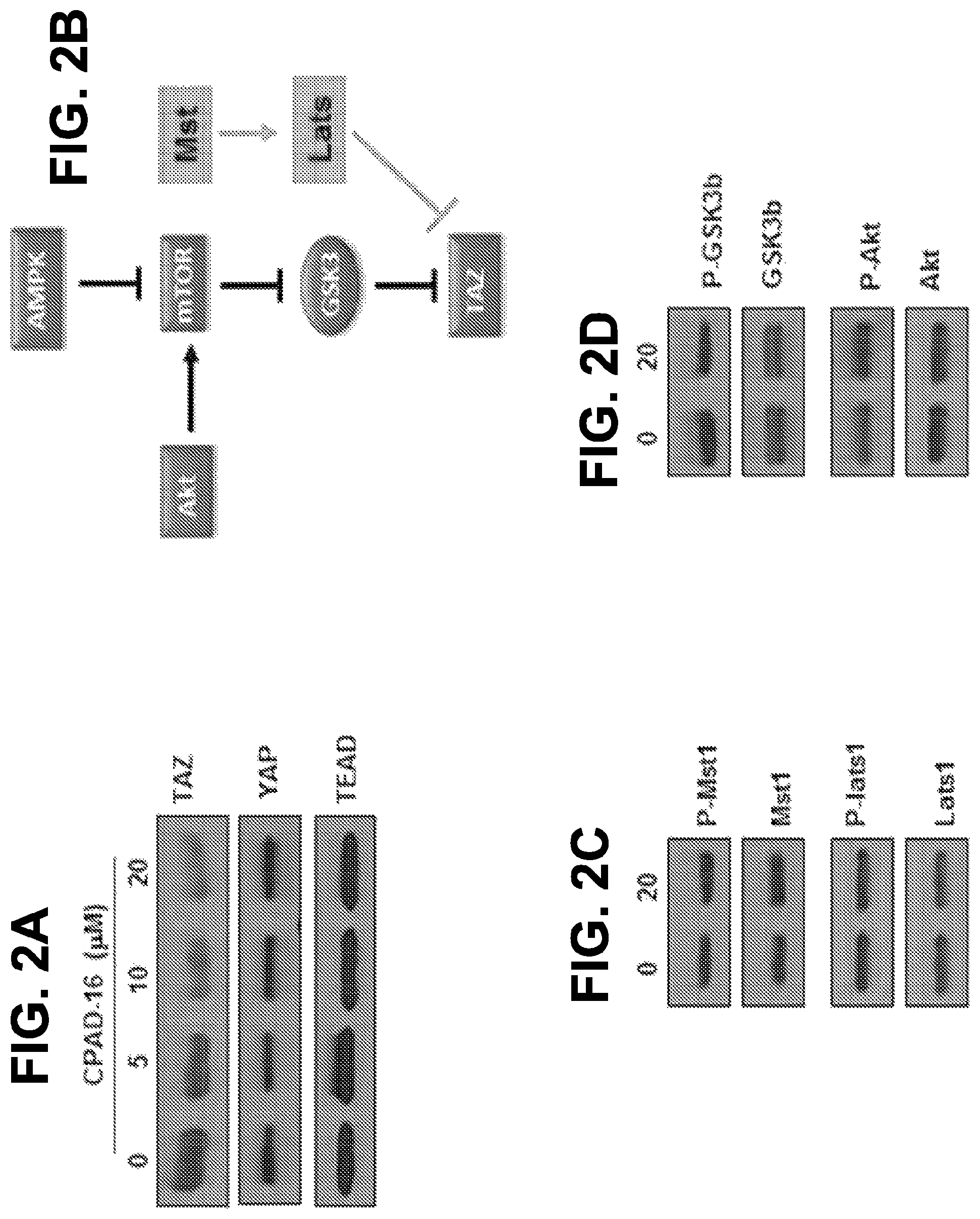 Patent US12297176 Figure 2 – Compounds and methods for inhibiting EMT pathways to treat cancer, organ fibrosis and metabolic disorders