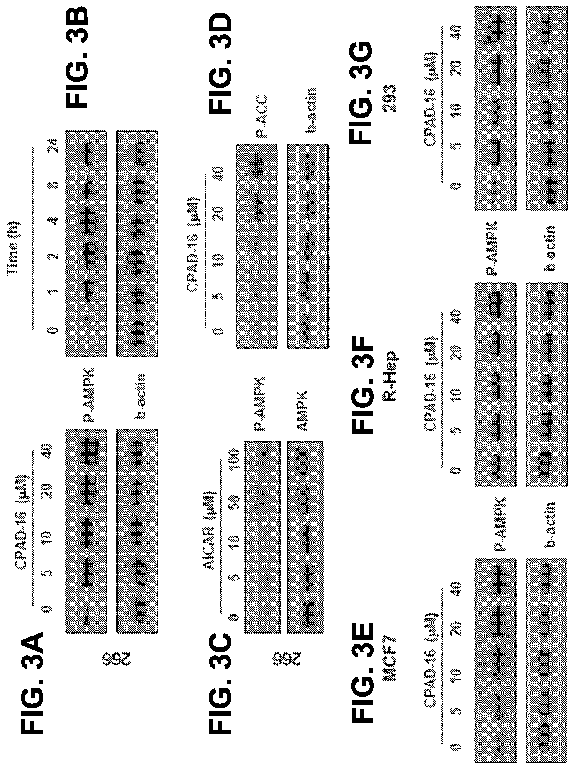 Patent US12297176 Figure 3 – Compounds and methods for inhibiting EMT pathways to treat cancer, organ fibrosis and metabolic disorders