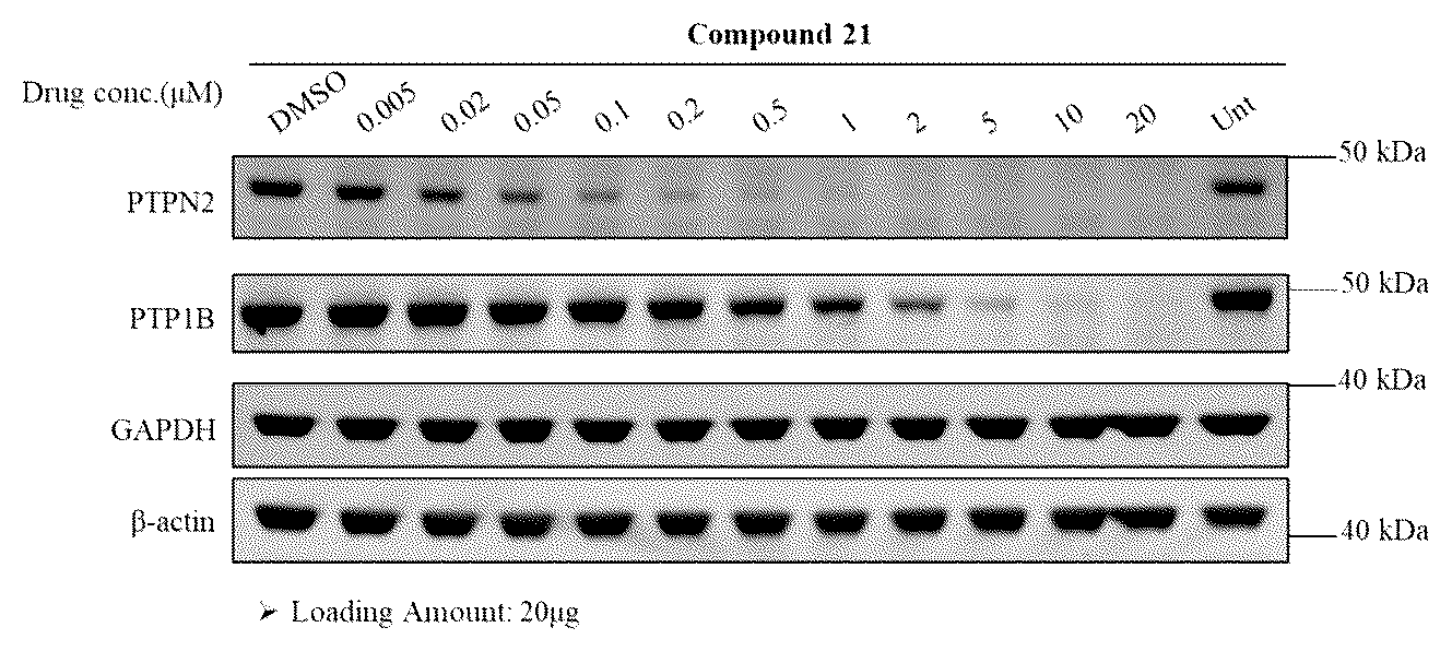 Patent US12297193 — PTPN2/PTP1B degrader and therapeutic method thereof — Figure 1