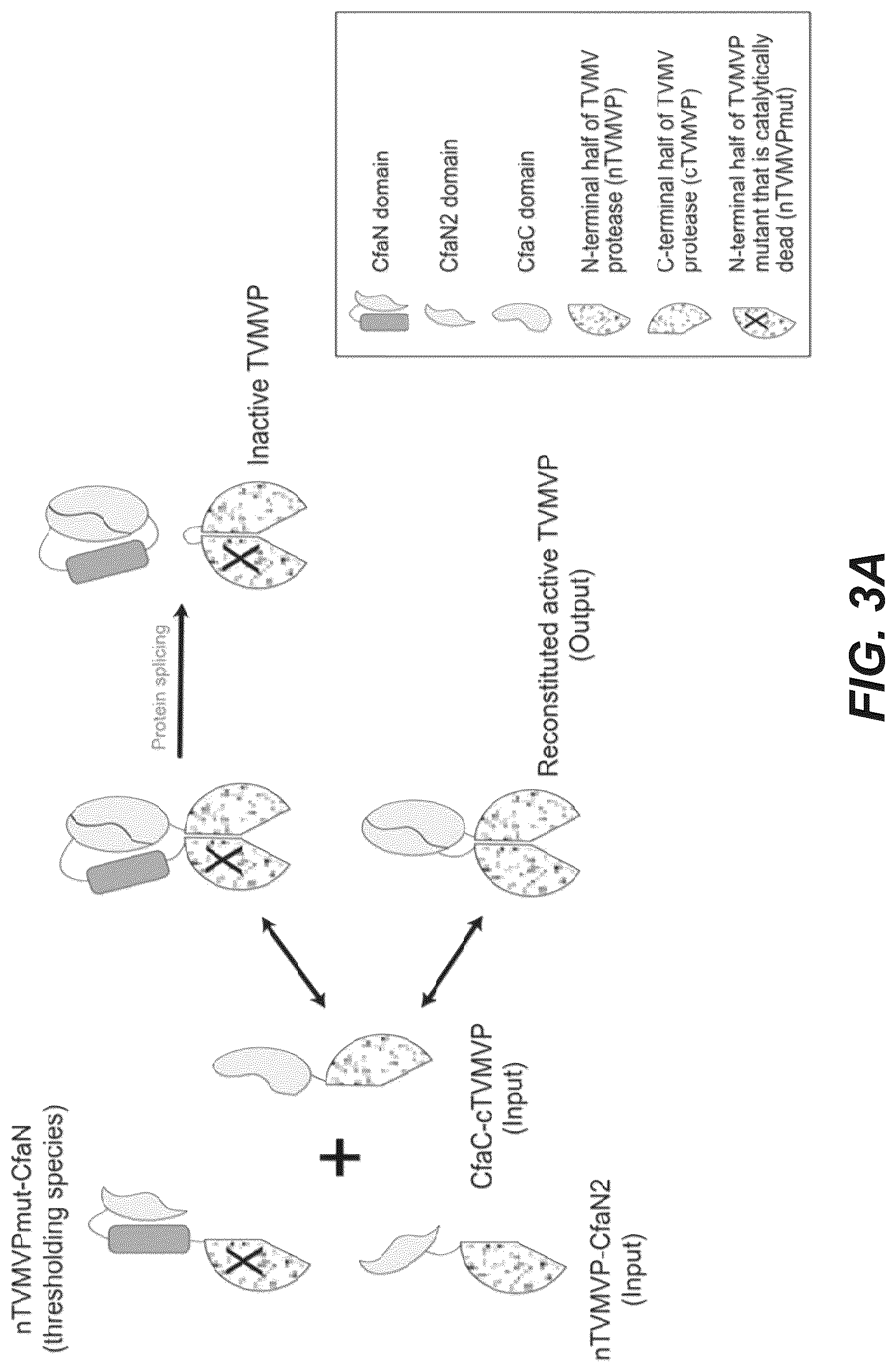Patent US12297230 Figure 7 – Synthetic system for tunable thresholding of protein signals
