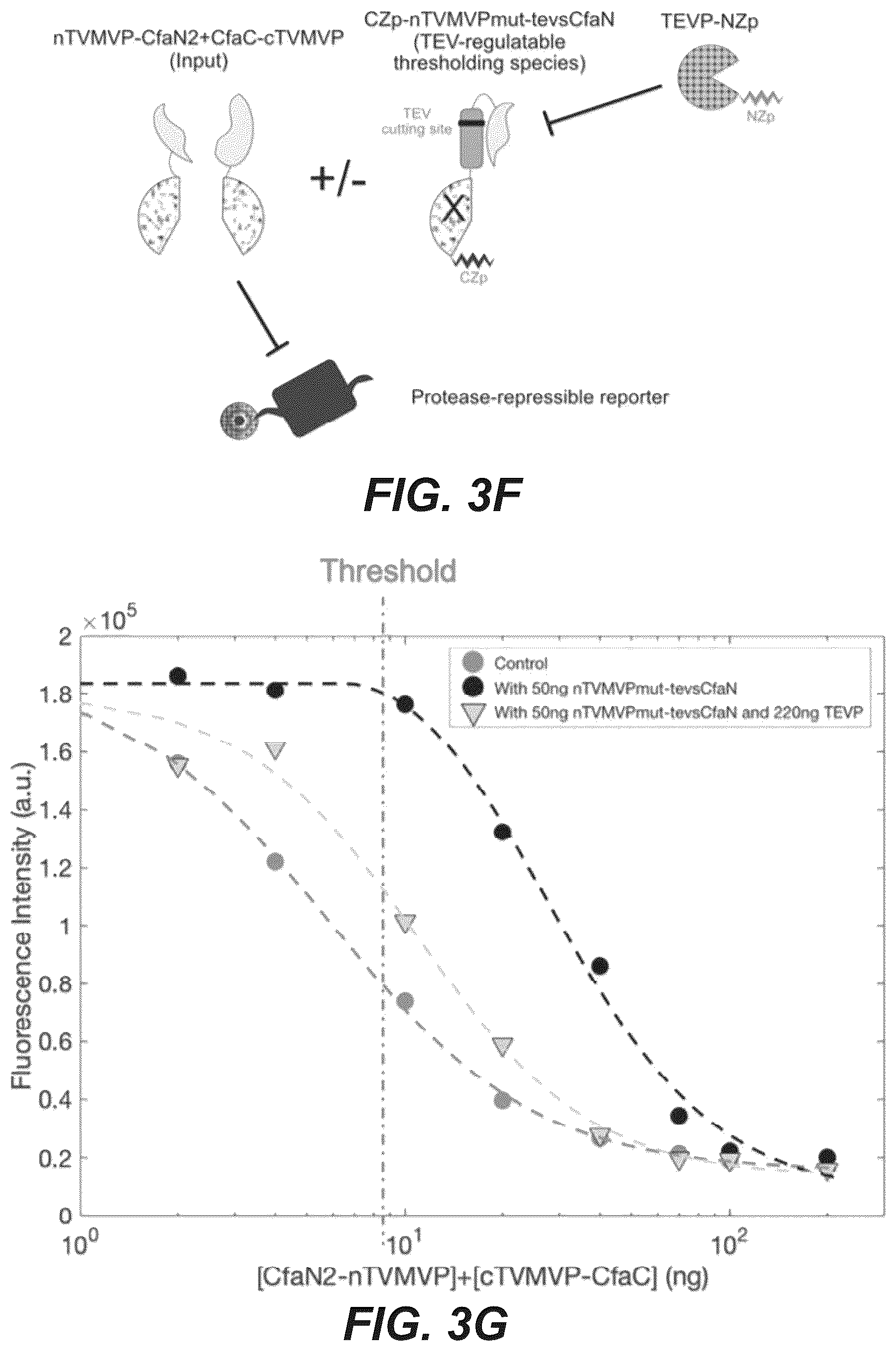 Patent US12297230 Figure 11 – Synthetic system for tunable thresholding of protein signals