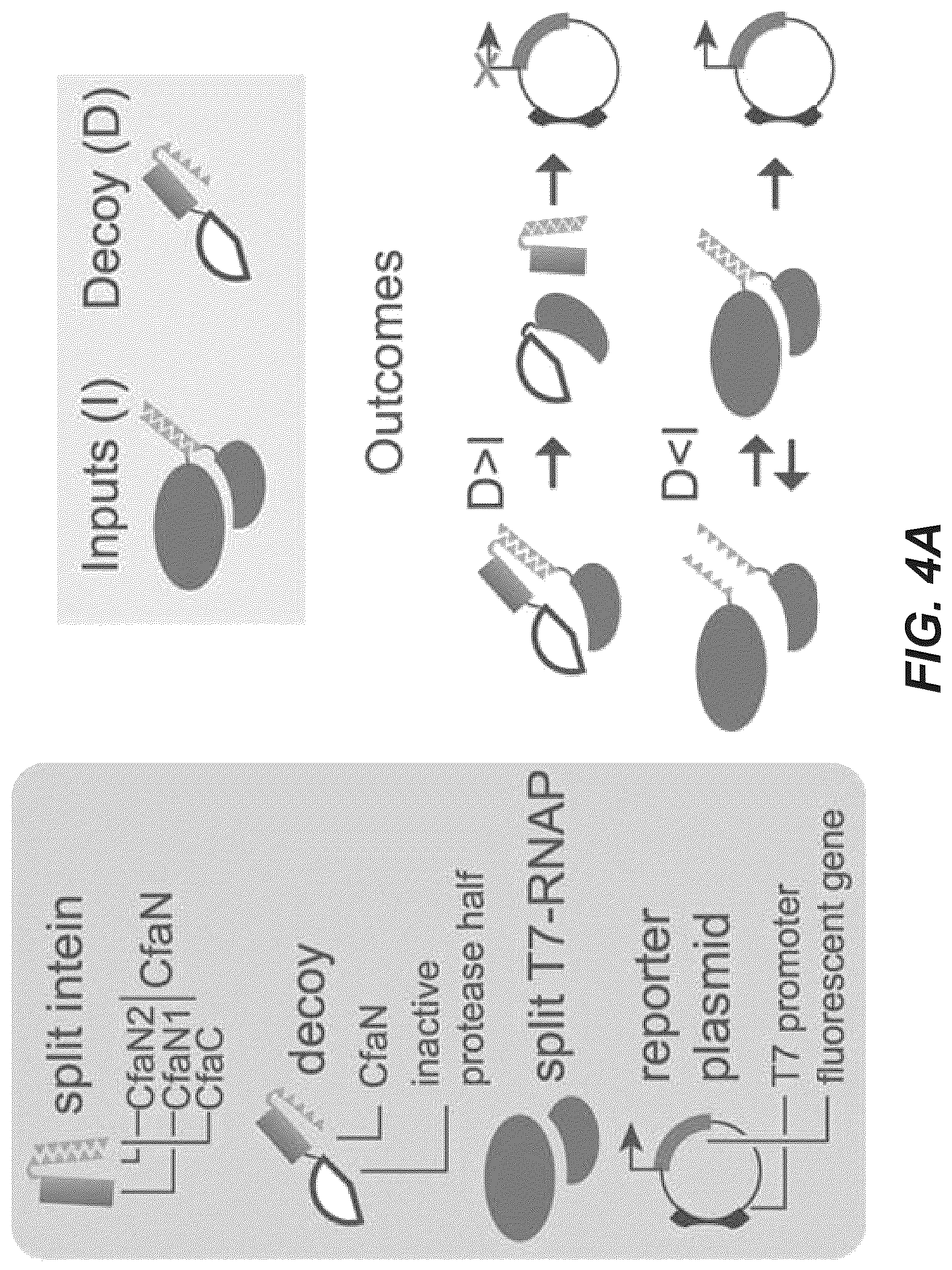 Patent US12297230 Figure 12 – Synthetic system for tunable thresholding of protein signals
