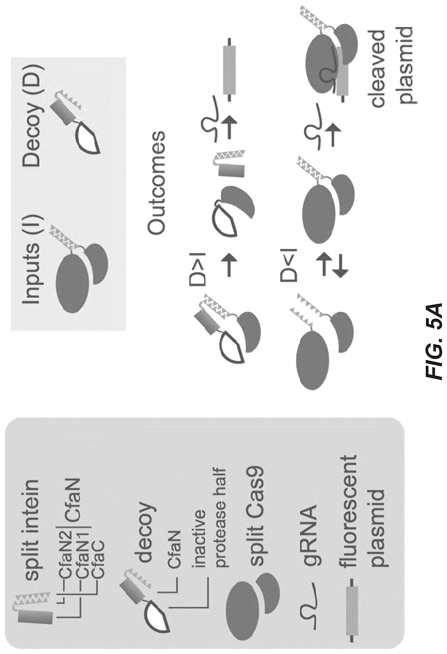 Patent US12297230 Figure 14 – Synthetic system for tunable thresholding of protein signals