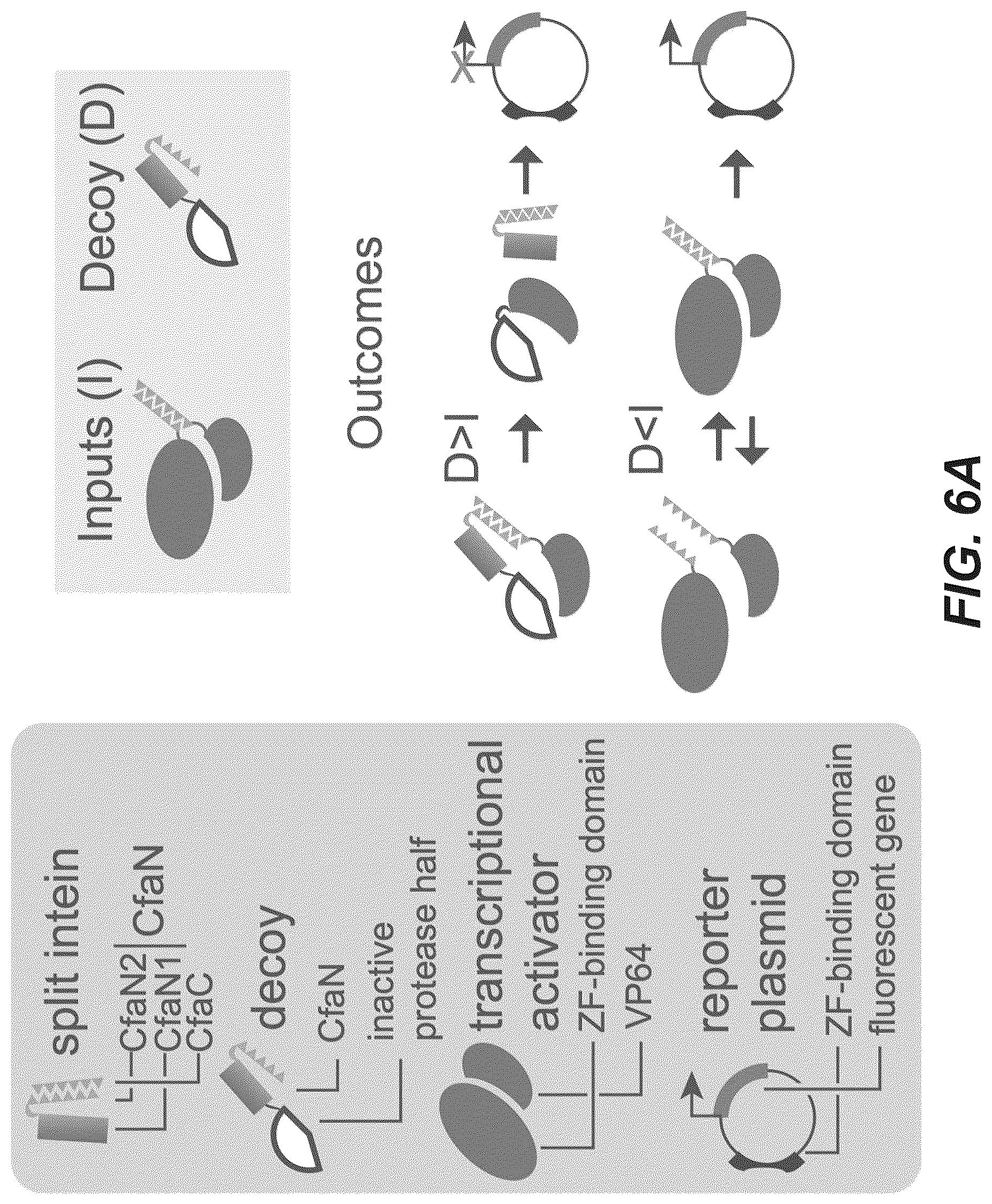 Patent US12297230 Figure 16 – Synthetic system for tunable thresholding of protein signals