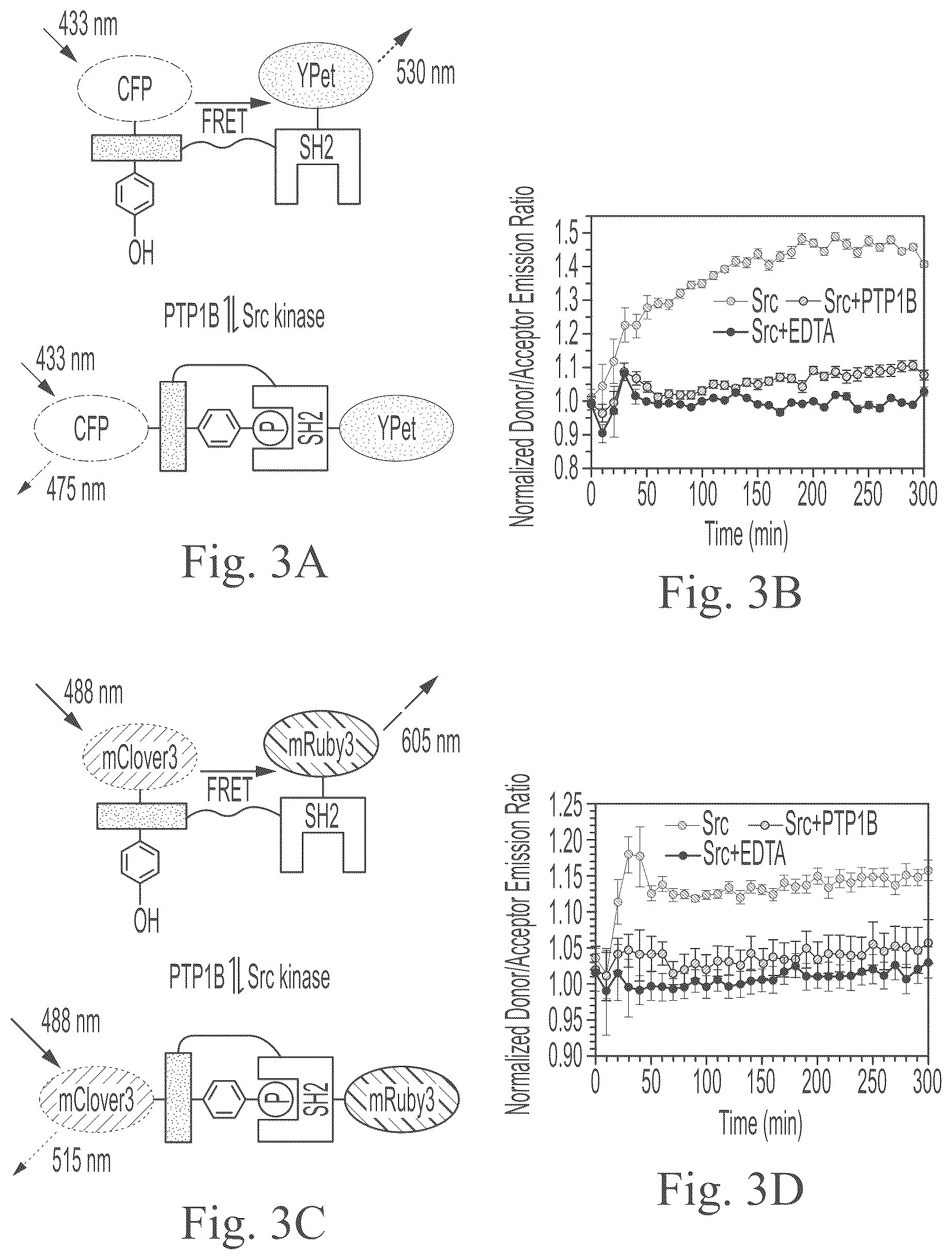 Patent US12297234 Figure 6 – Genetically encoded system for constructing and detecting biologically active agents