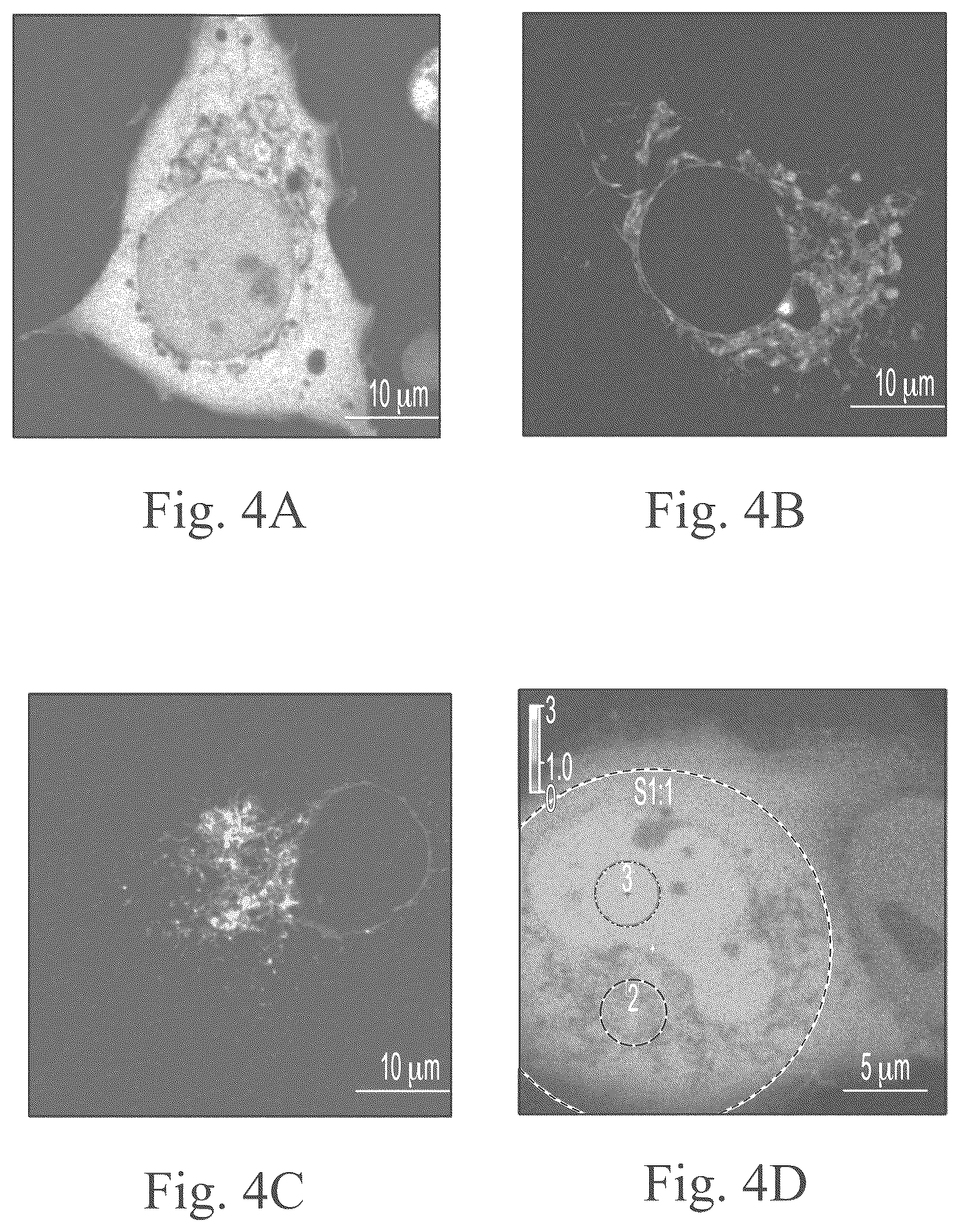 Patent US12297234 Figure 7 – Genetically encoded system for constructing and detecting biologically active agents