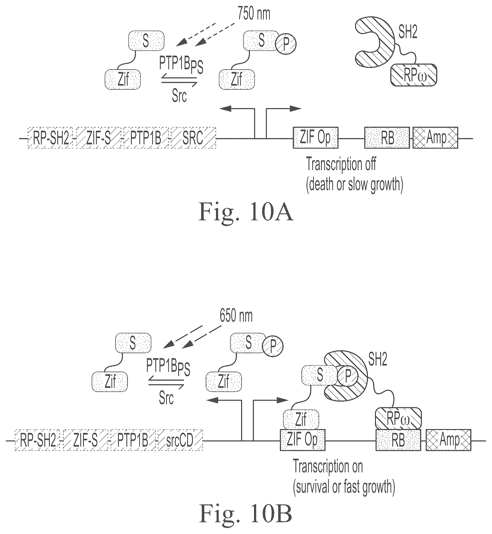 Patent US12297234 Figure 12 – Genetically encoded system for constructing and detecting biologically active agents