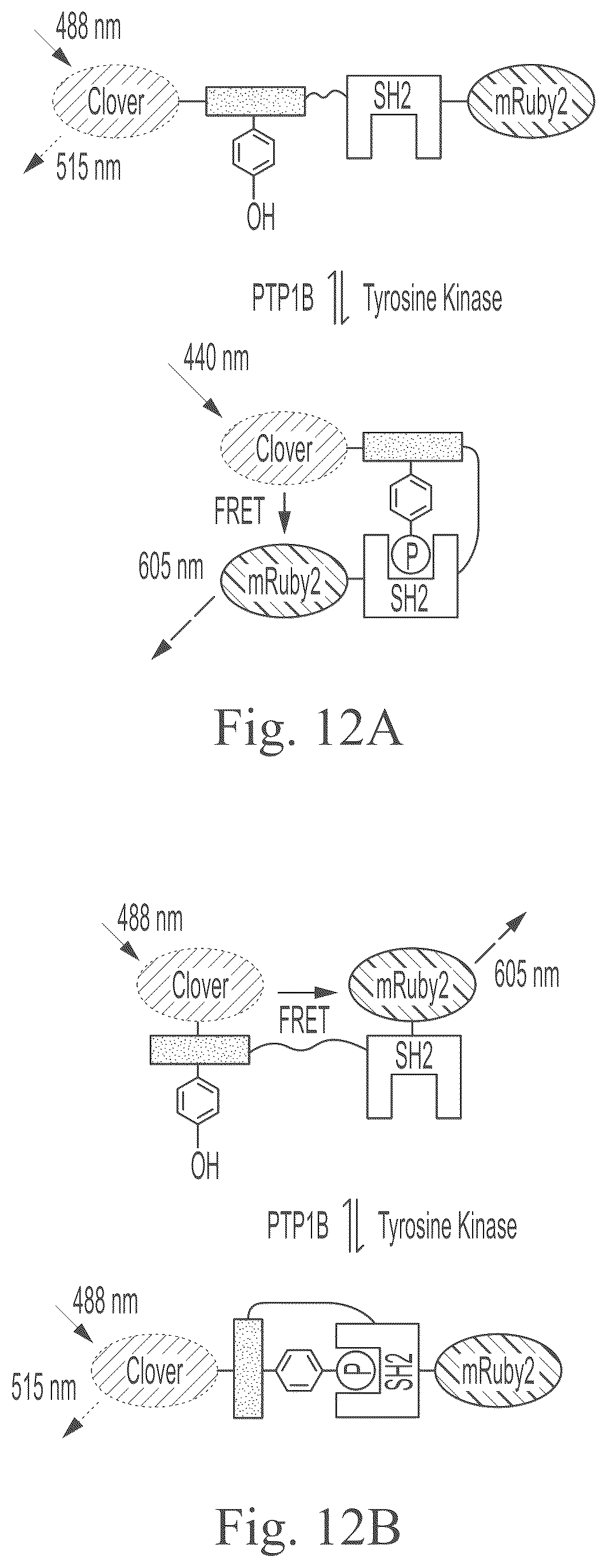Patent US12297234 Figure 14 – Genetically encoded system for constructing and detecting biologically active agents