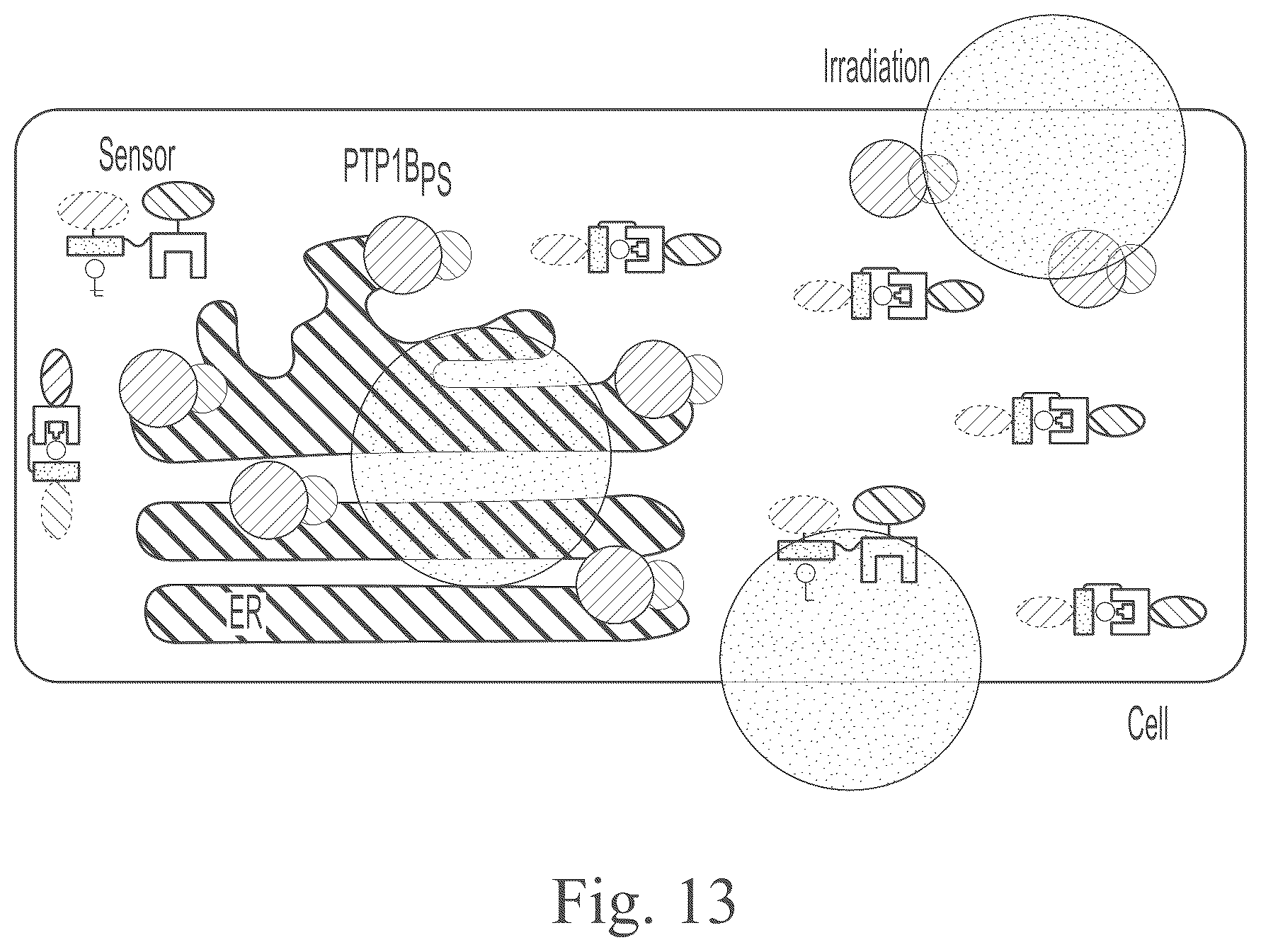 Patent US12297234 Figure 15 – Genetically encoded system for constructing and detecting biologically active agents