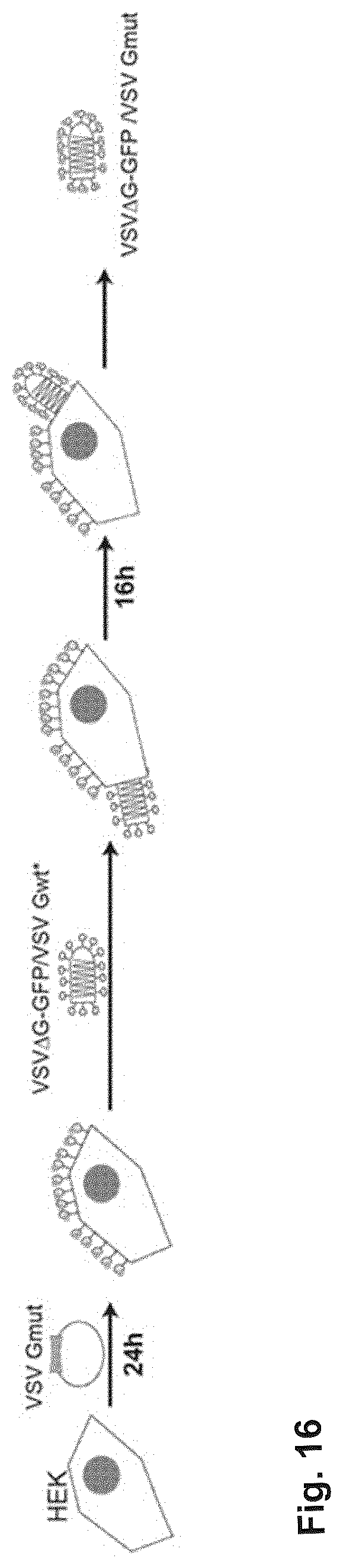 Patent US12297237 Figure 10 – Mutated glycoprotein of vesicular stomatitis virus