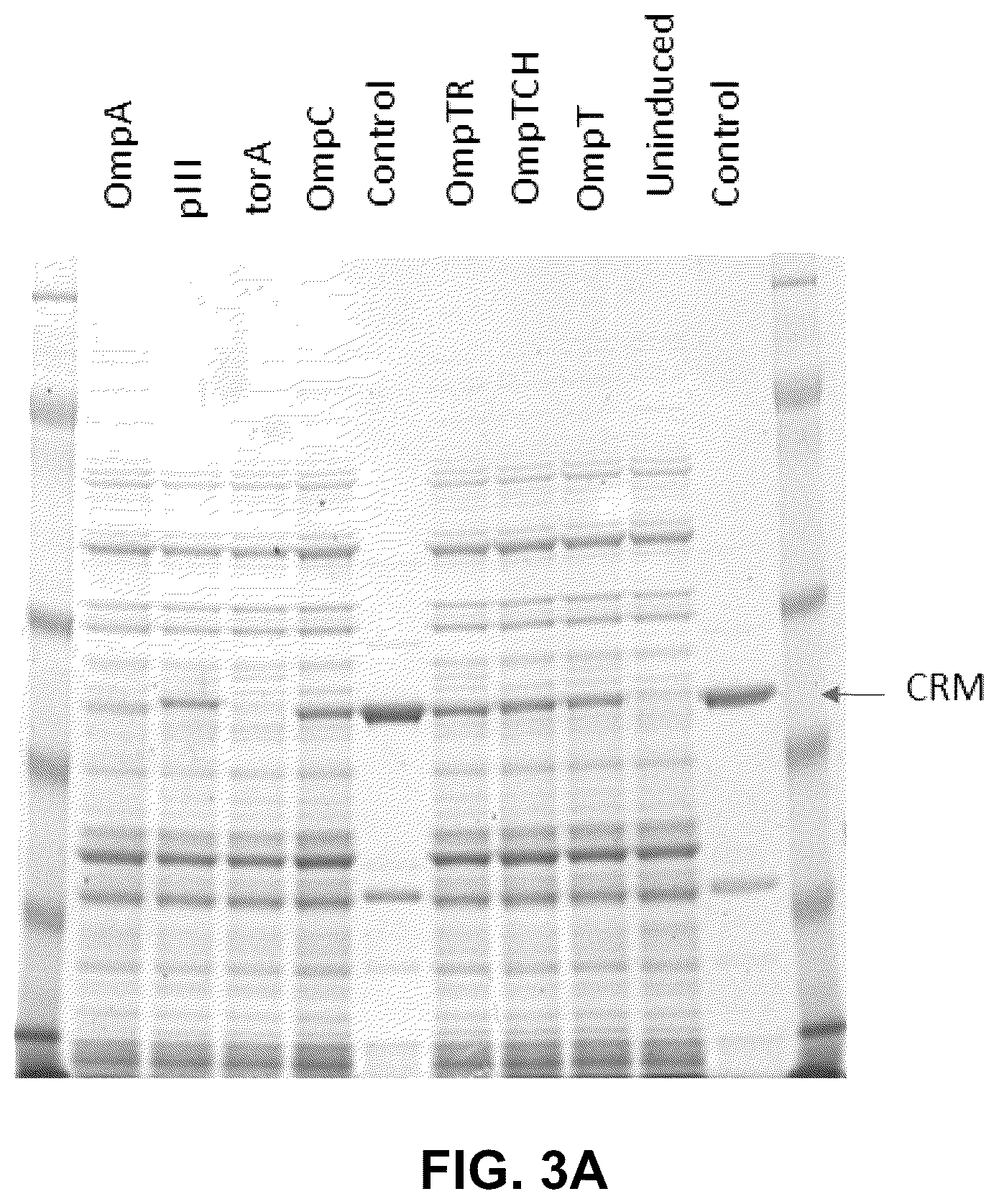 Patent US12297239 Figure 3 – E. coli deficient in Lon and SulA for gene targeting