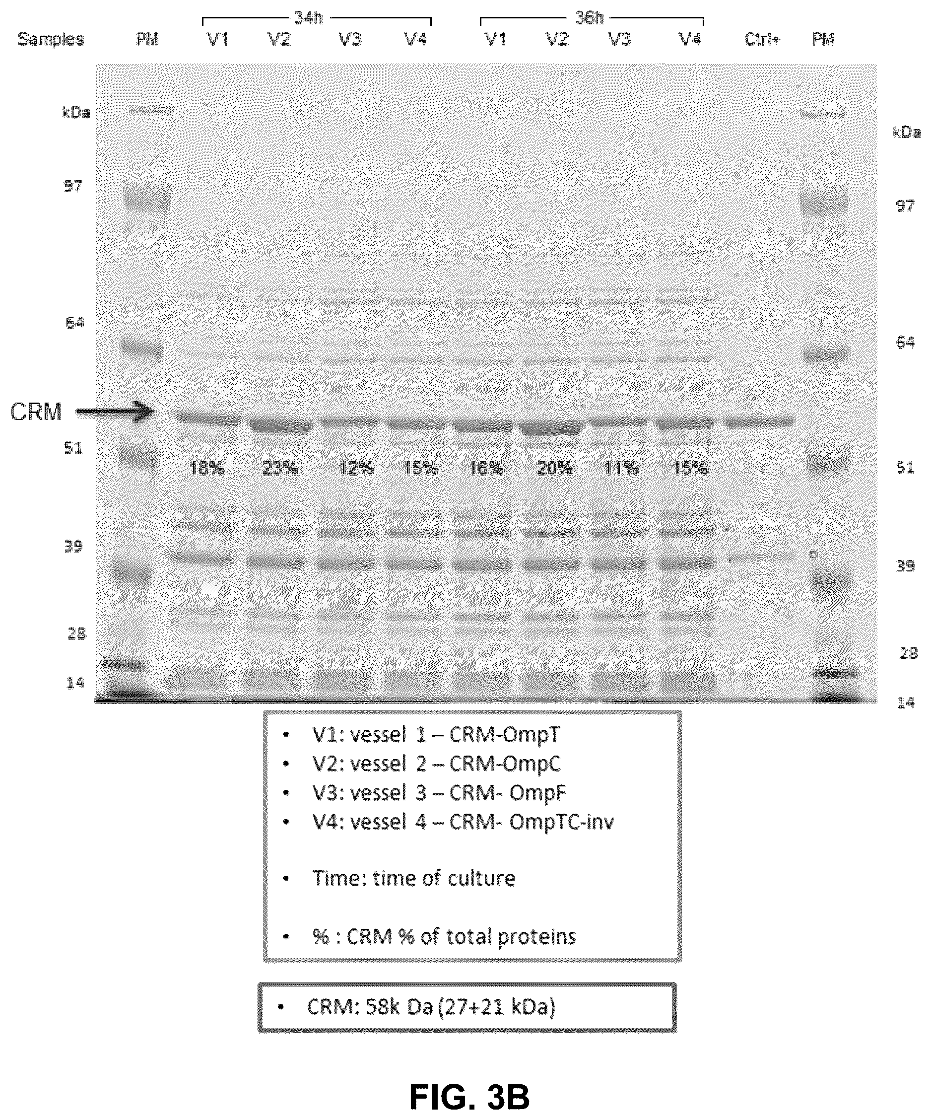 Patent US12297239 Figure 4 – E. coli deficient in Lon and SulA for gene targeting