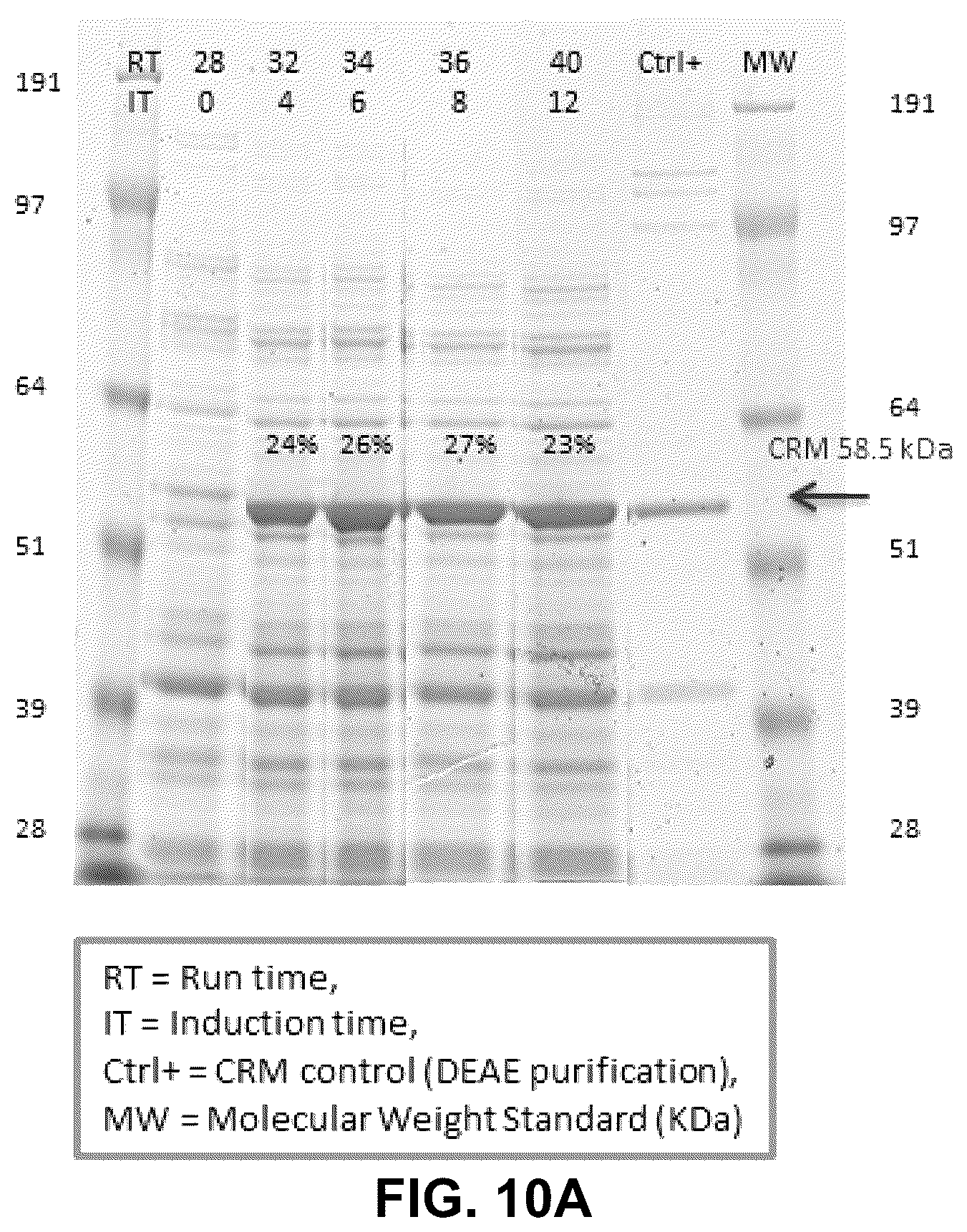 Patent US12297239 Figure 10 – E. coli deficient in Lon and SulA for gene targeting
