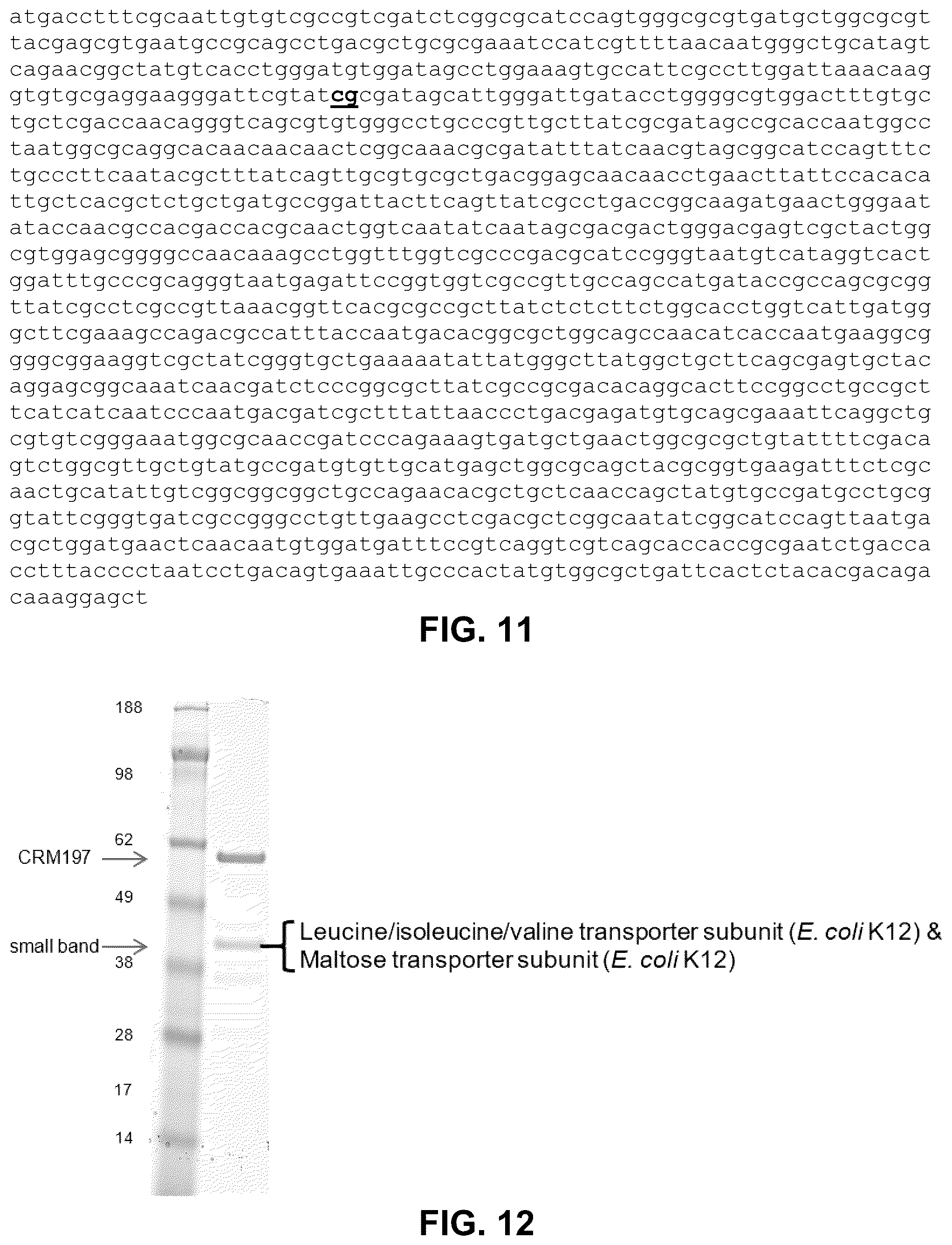 Patent US12297239 Figure 12 – E. coli deficient in Lon and SulA for gene targeting