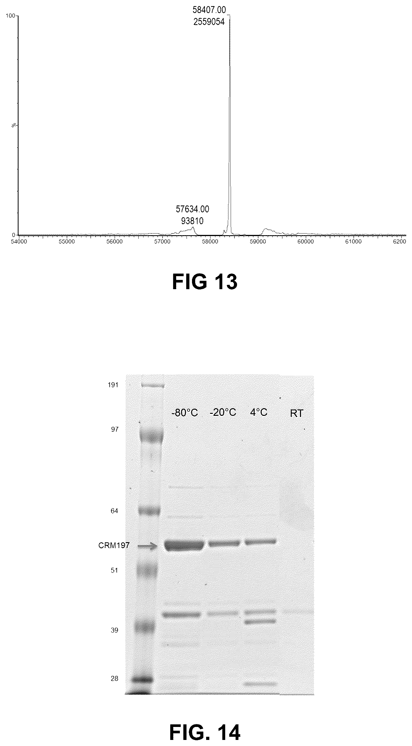 Patent US12297239 Figure 13 – E. coli deficient in Lon and SulA for gene targeting