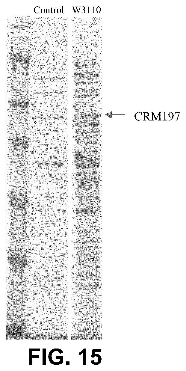 Patent US12297239 Figure 14 – E. coli deficient in Lon and SulA for gene targeting