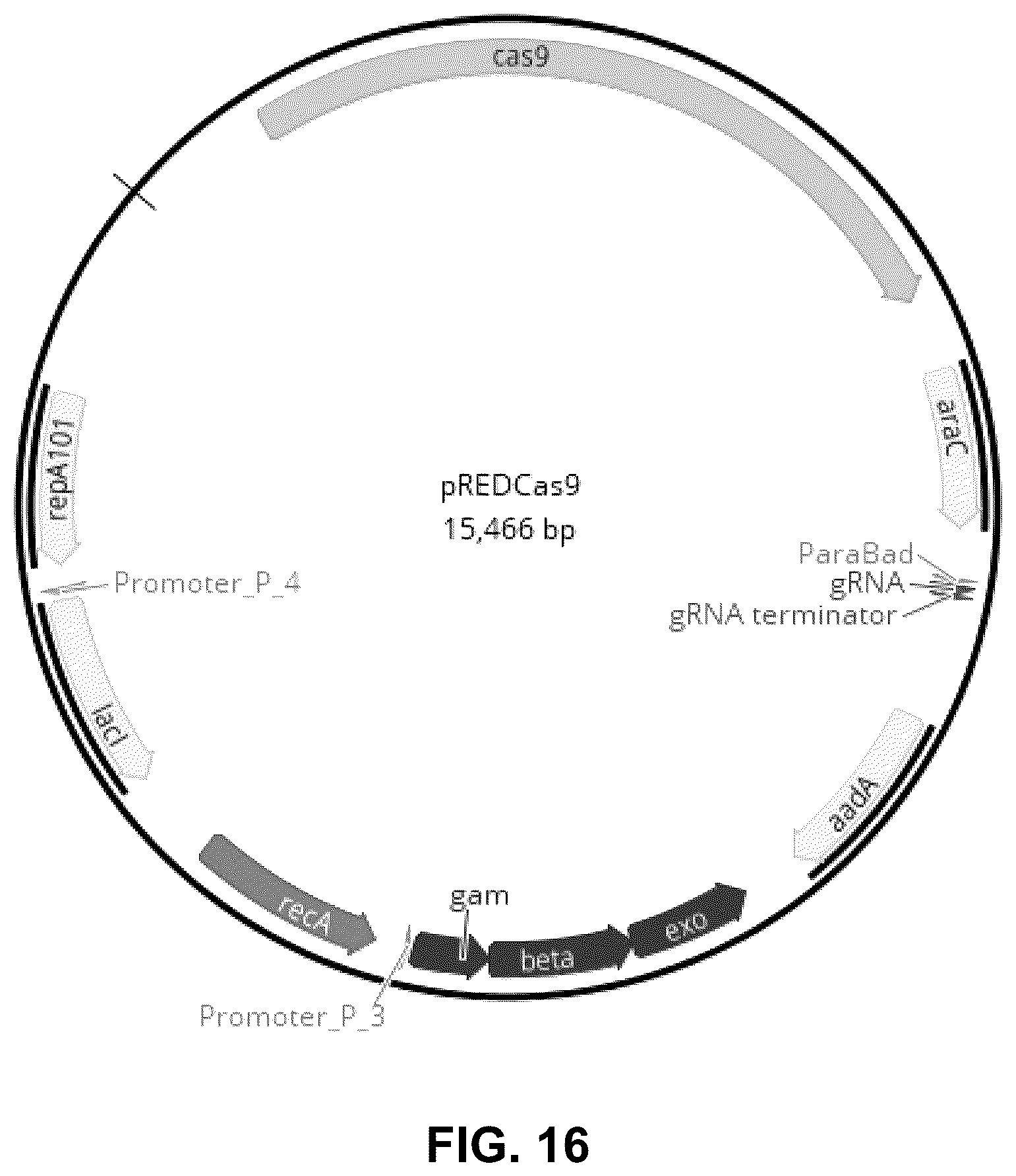 Patent US12297239 Figure 15 – E. coli deficient in Lon and SulA for gene targeting